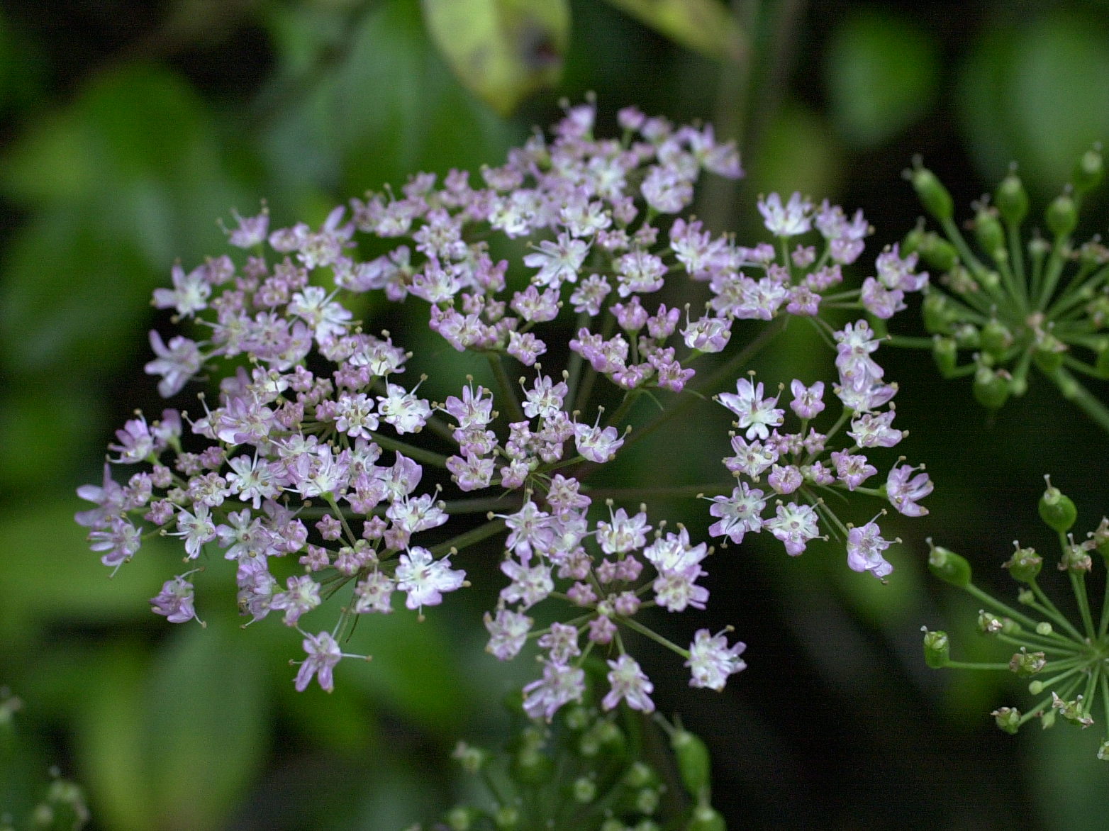heracleum_sphondylium2amd