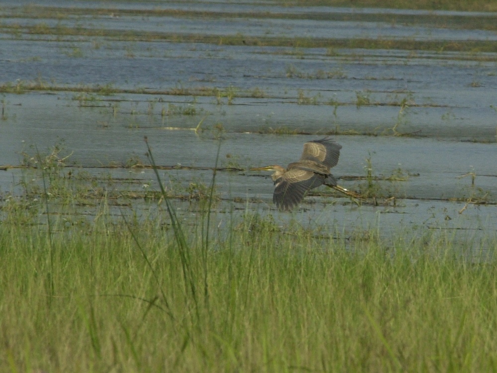 heron_pourpre_-_ardea_purpurea4md