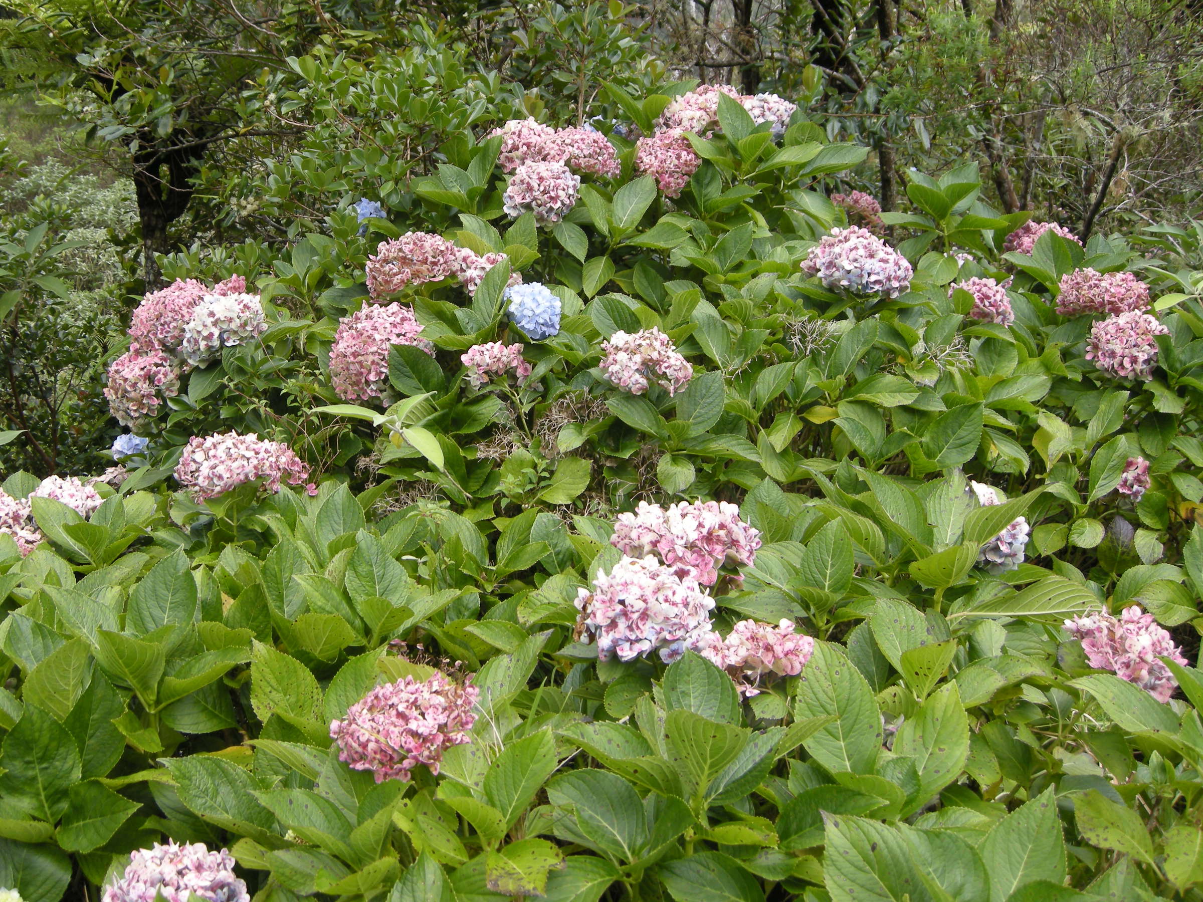Afficher le média hydrangea_macrophylla1md hydrangea_macrophylla1md