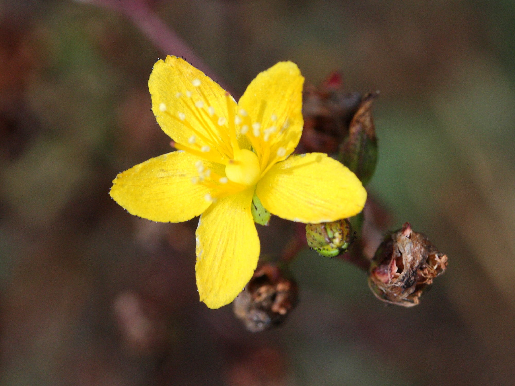 Afficher le média hypericum_humifusum3md hypericum_humifusum3md