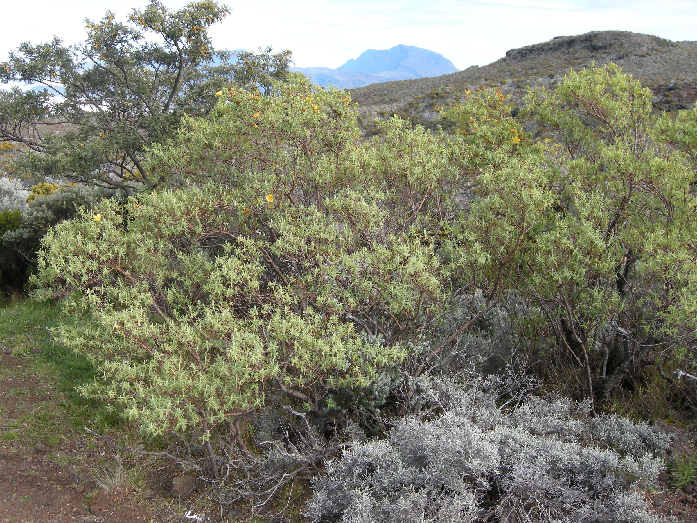 hypericum_lanceolatum4md