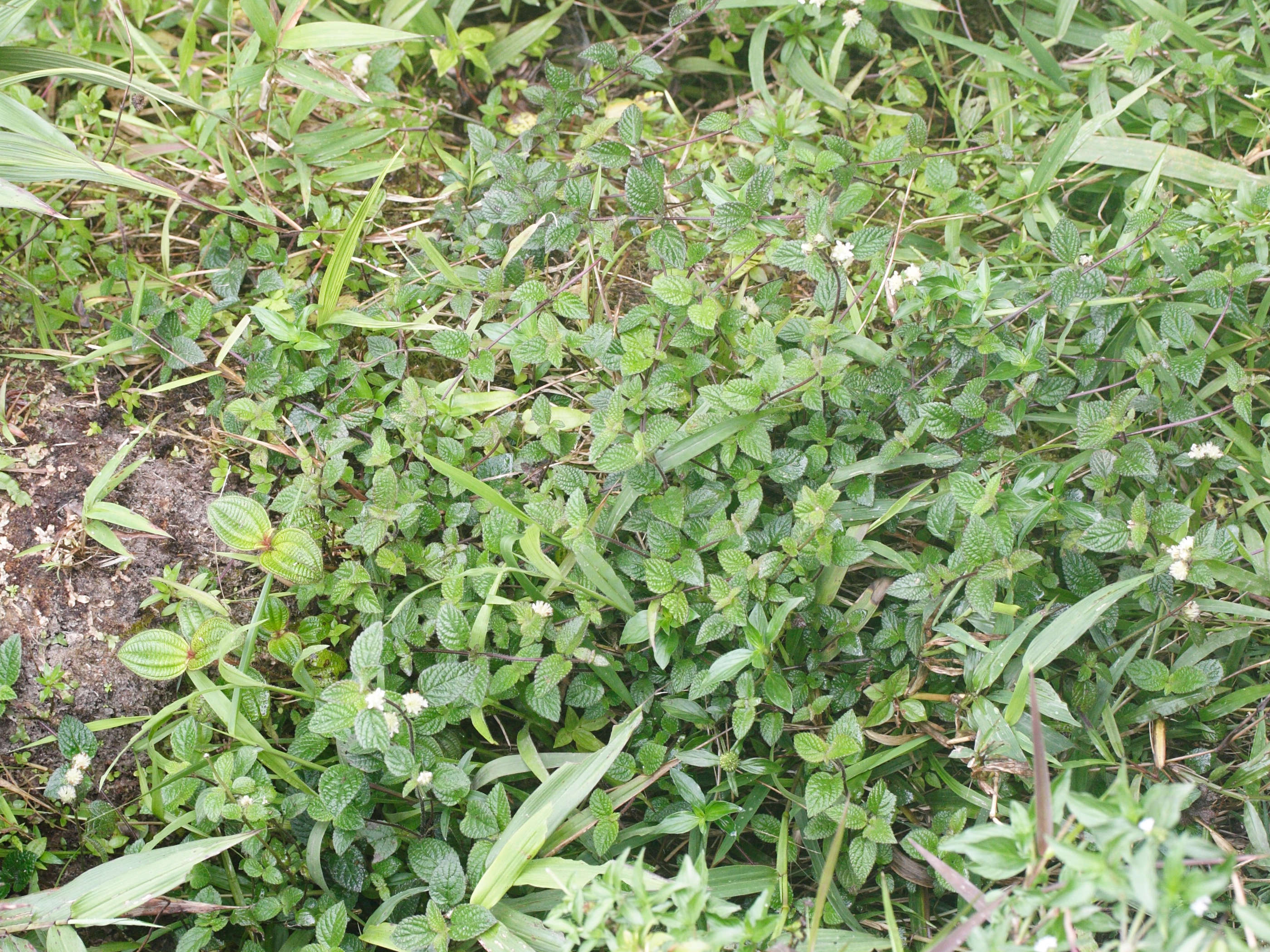 hyptis_atrorubens1md