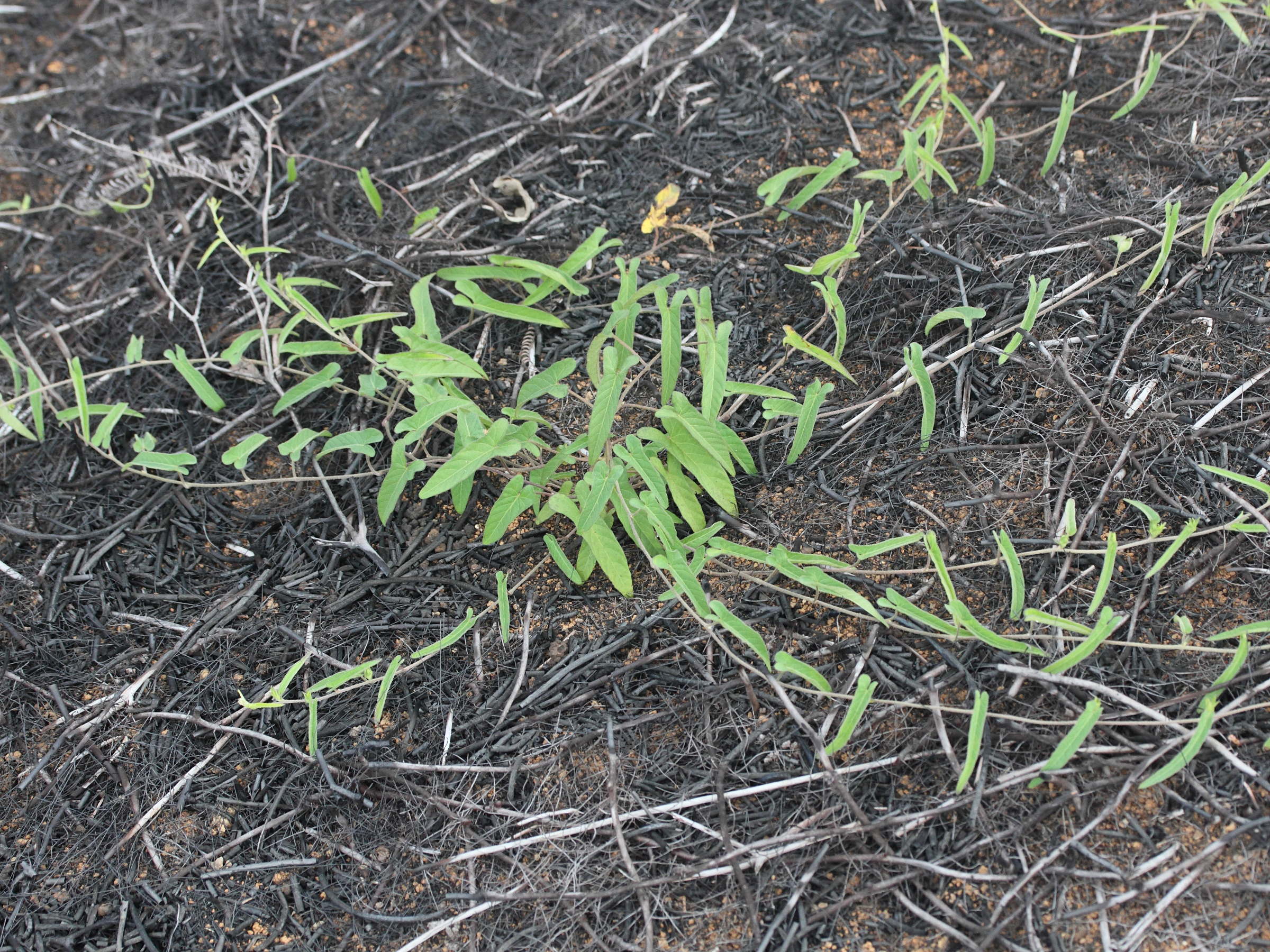 ipomoea_eriocarpa6md