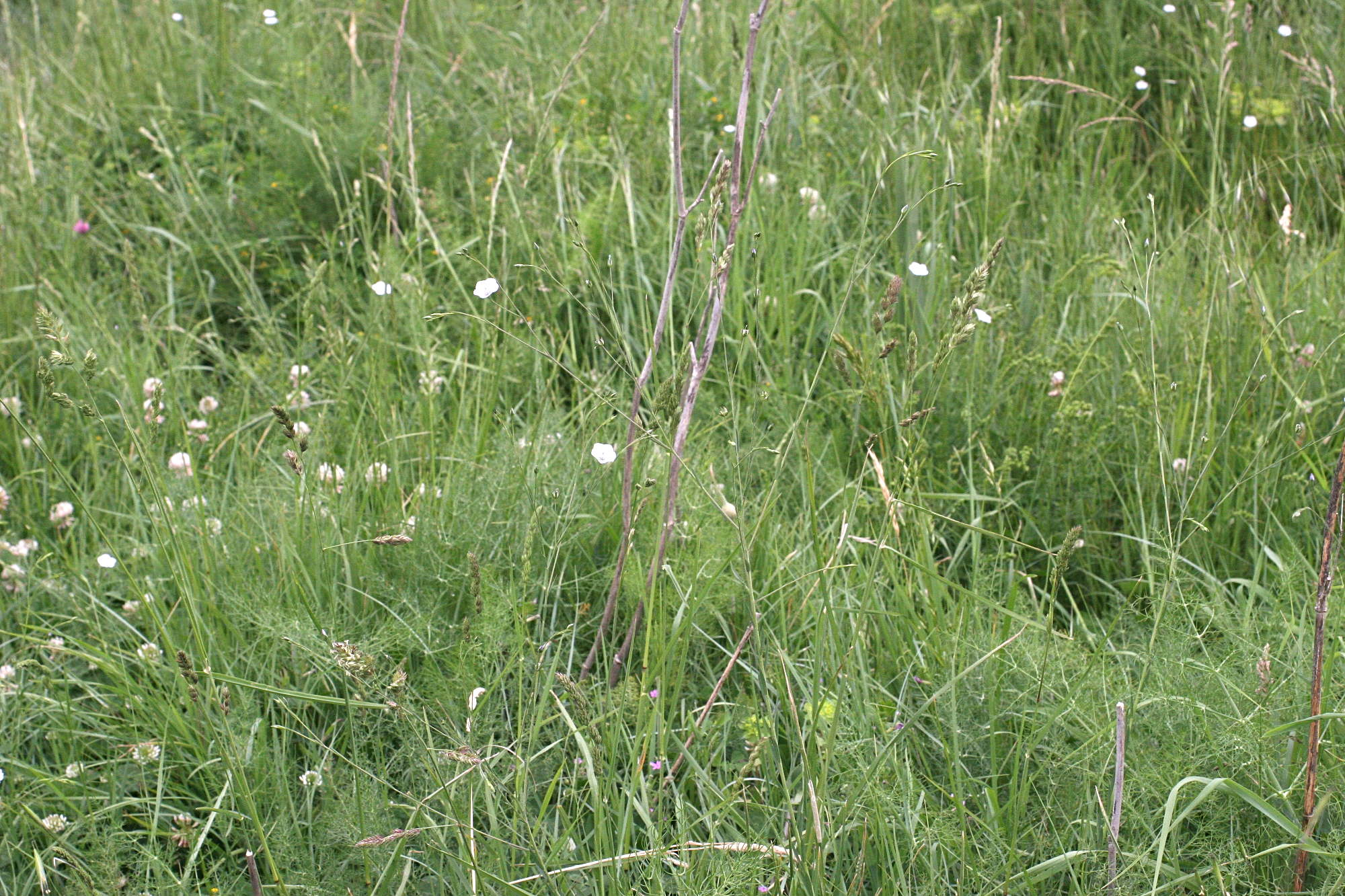 Afficher le média linum_bienne1md linum_bienne1md