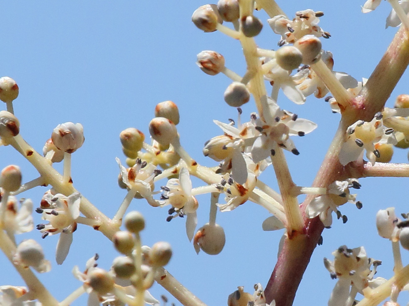 maianthemum_gigas4bd