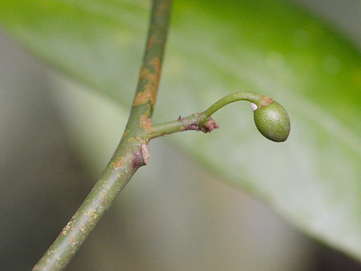 myristica_fragrans3md