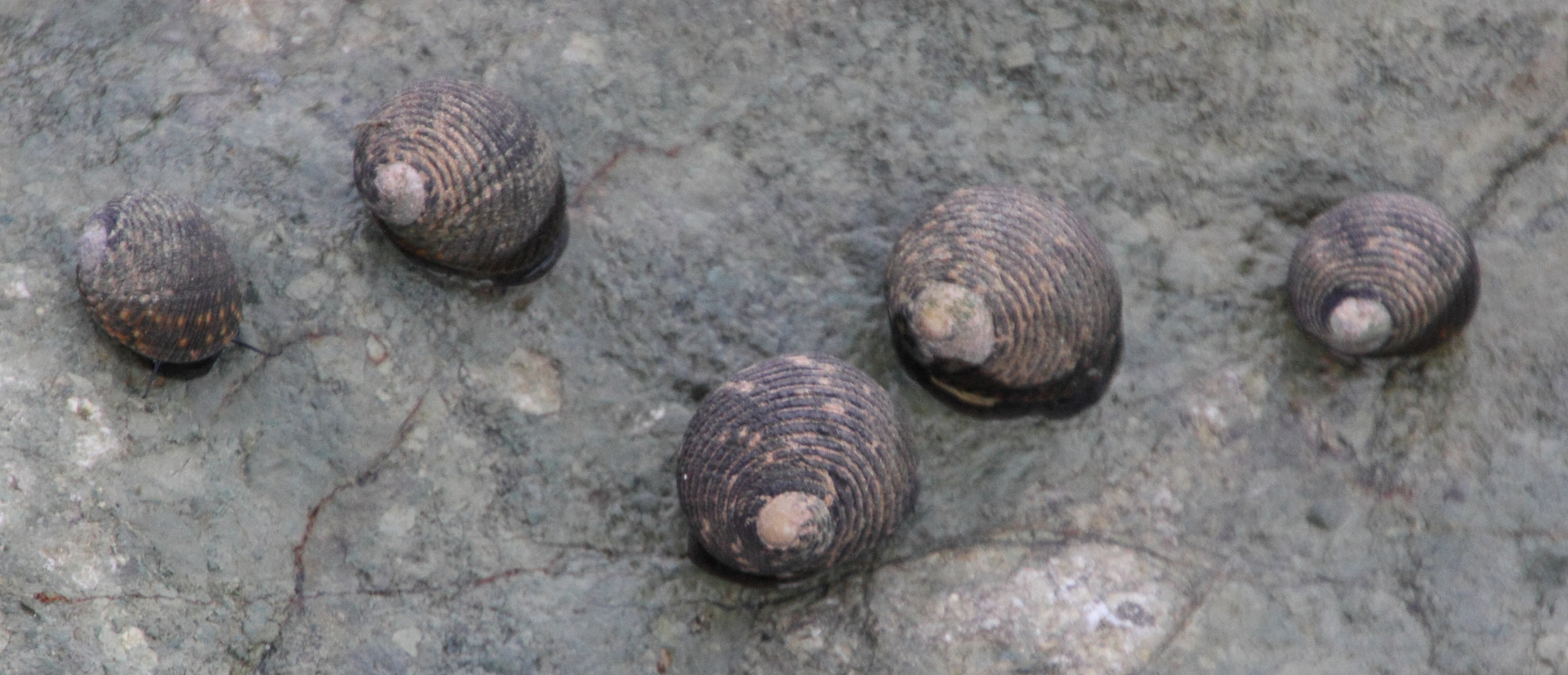 nerita_scabricosta3md