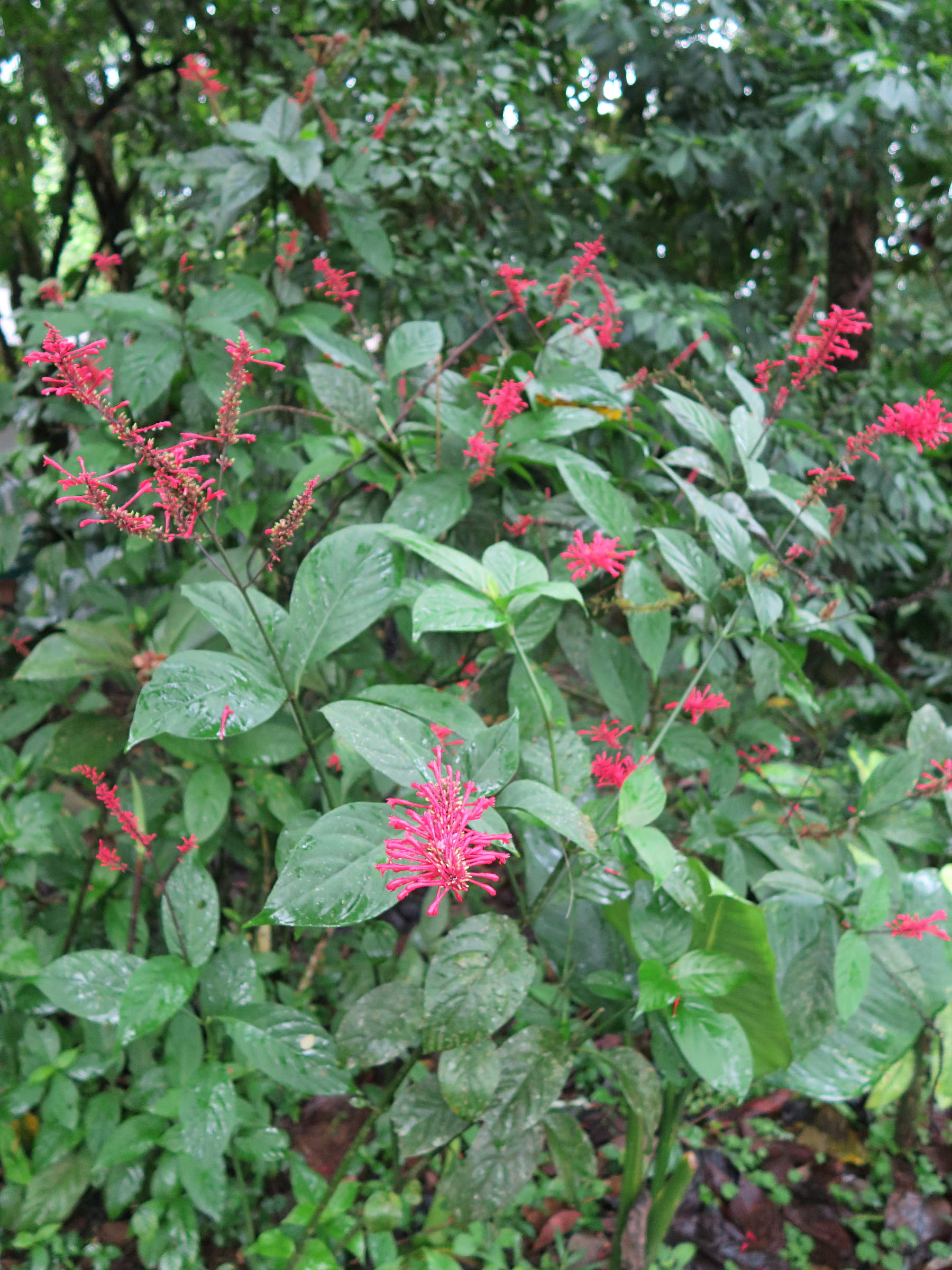 odontonema_cuspidatum4md