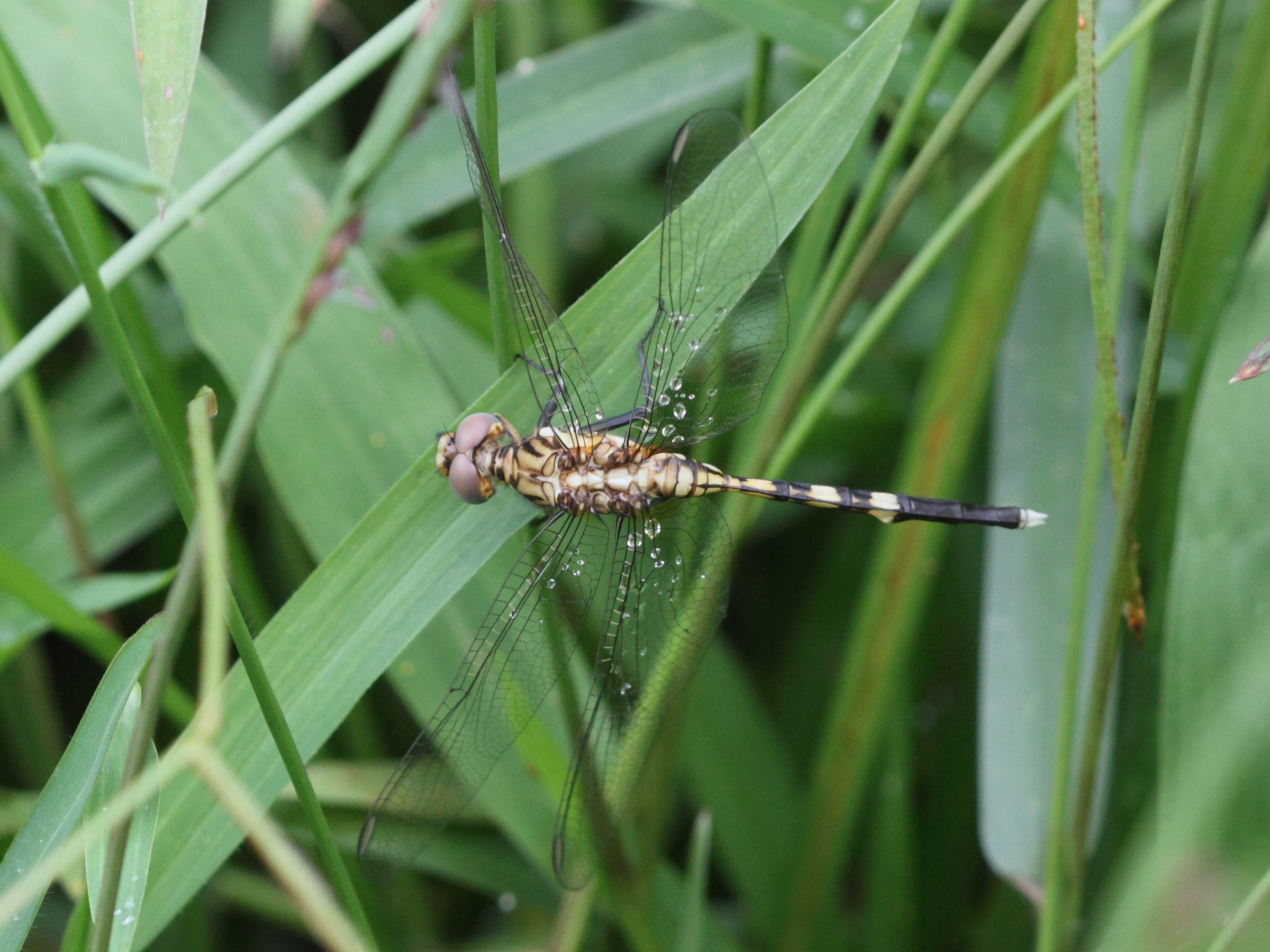 orthetrum_brachiale4bd