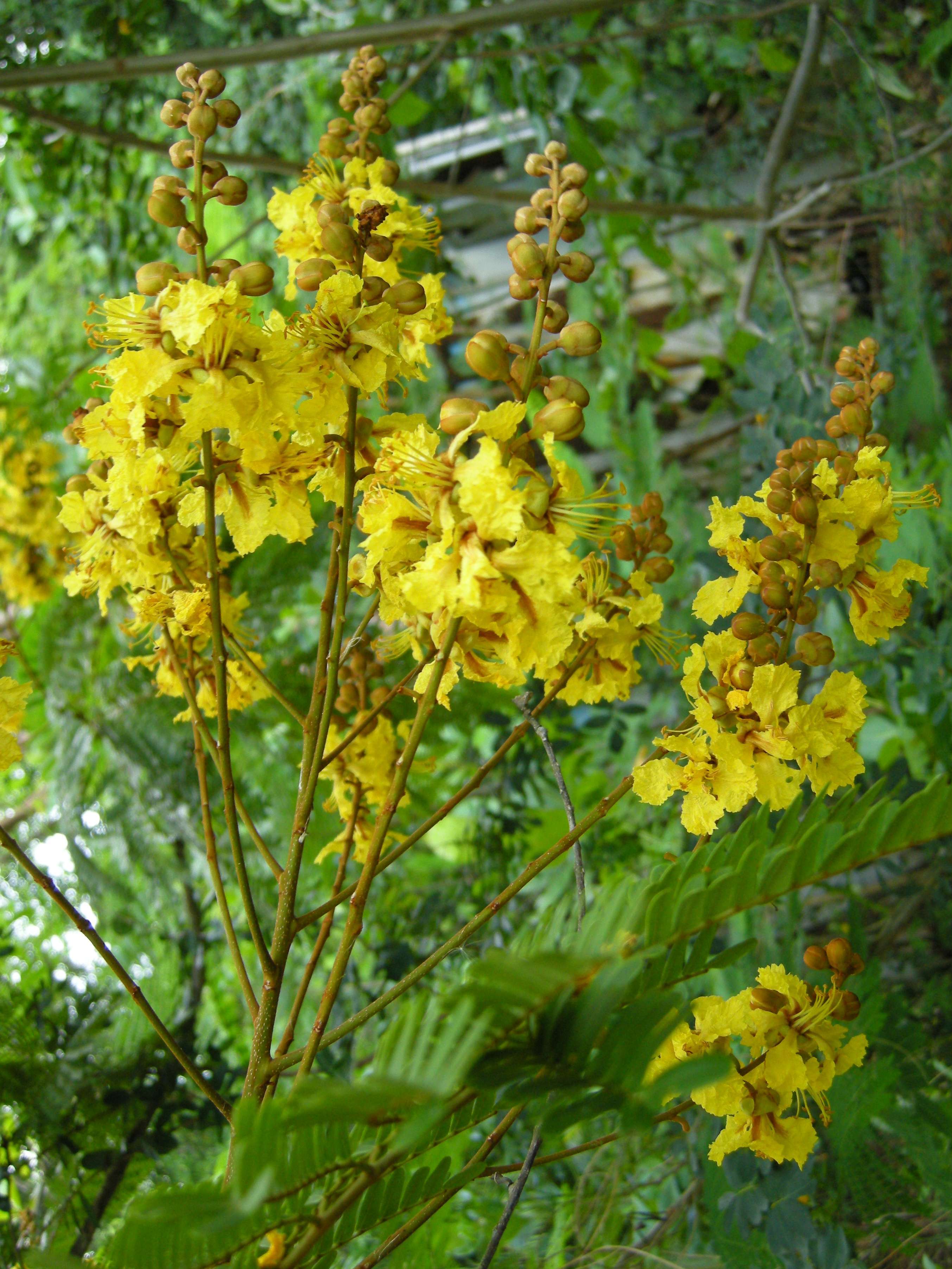 peltophorum_pterocarpum6md