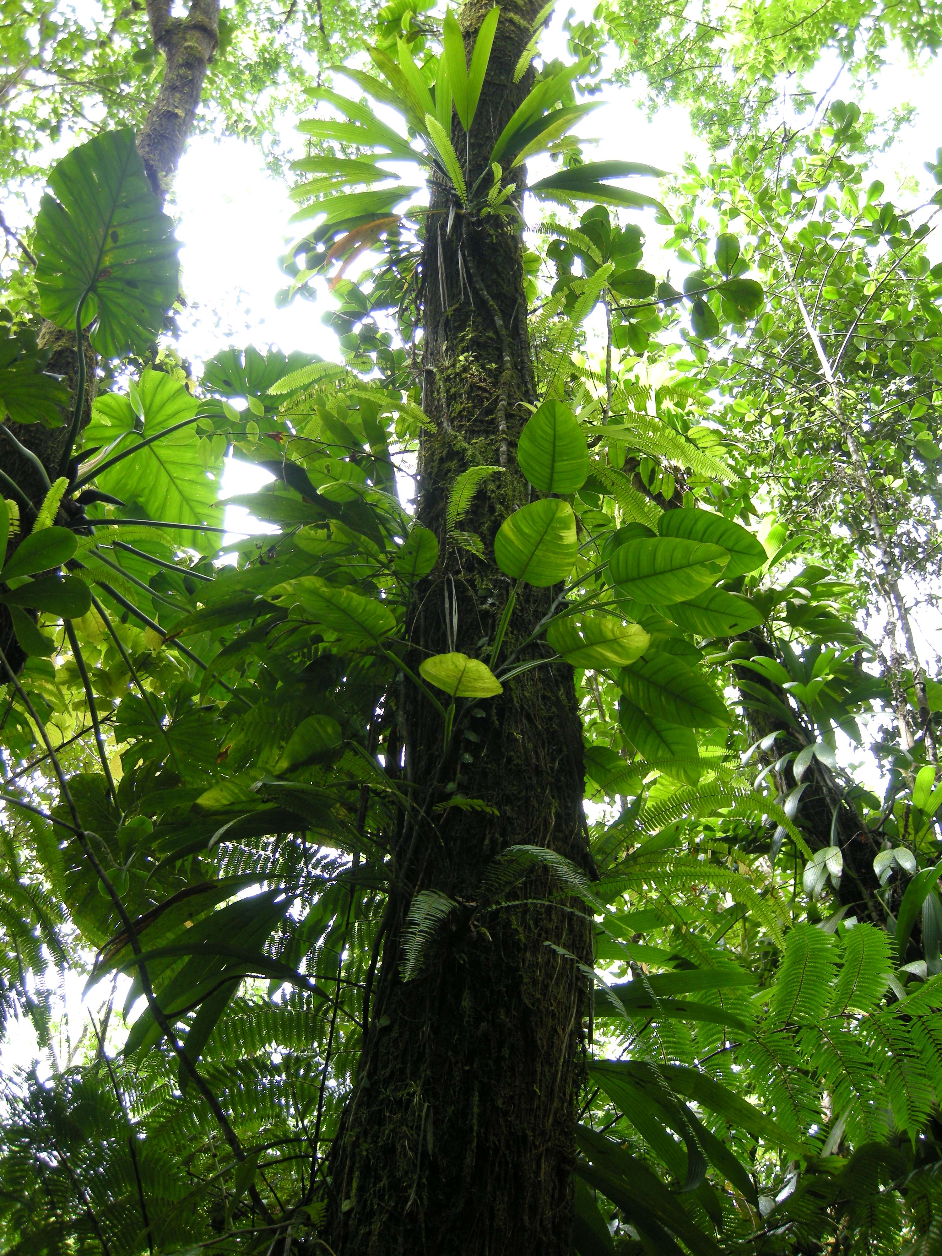 philodendron_lingulatum3md