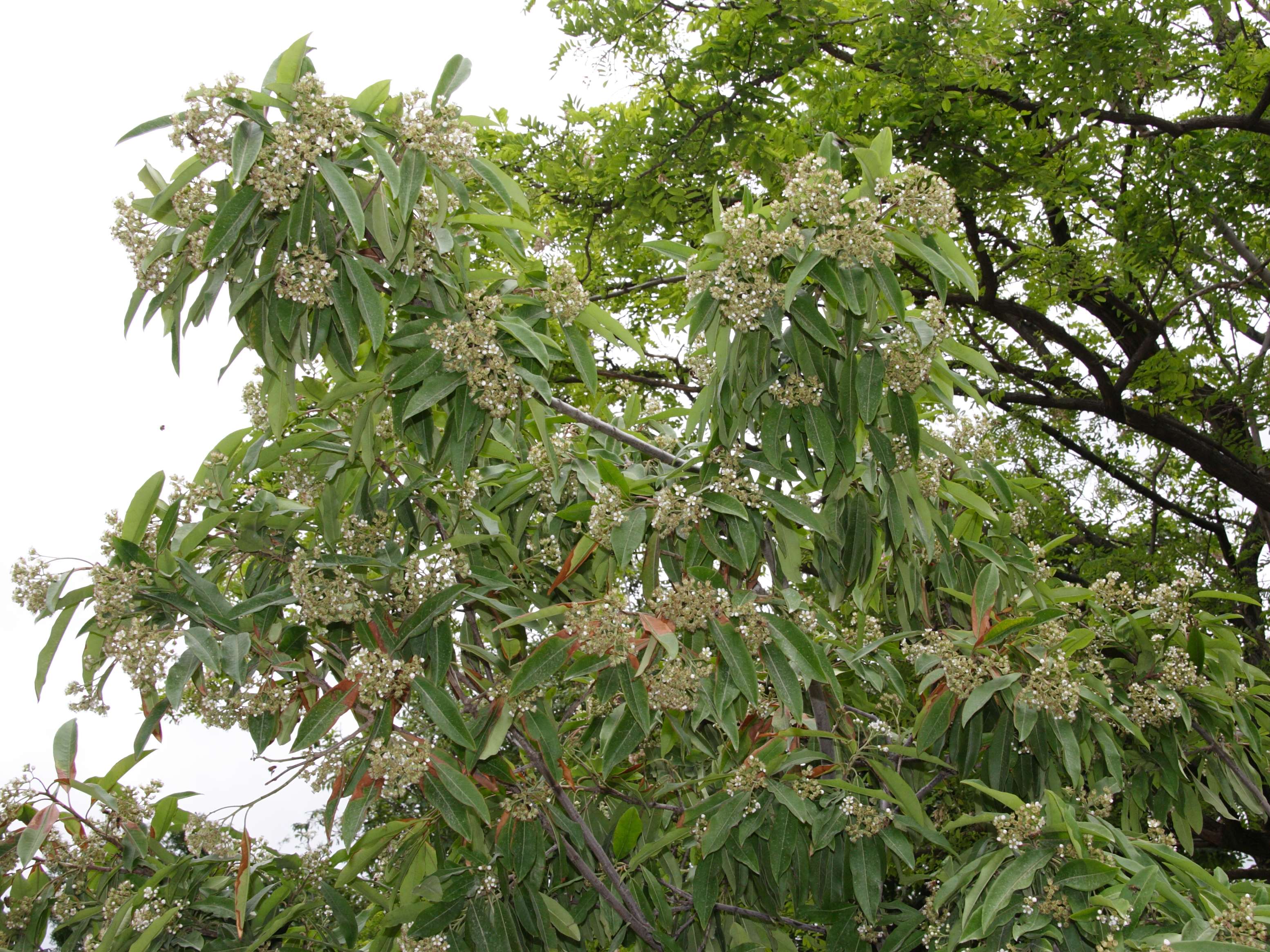 photinia_davidiana1md