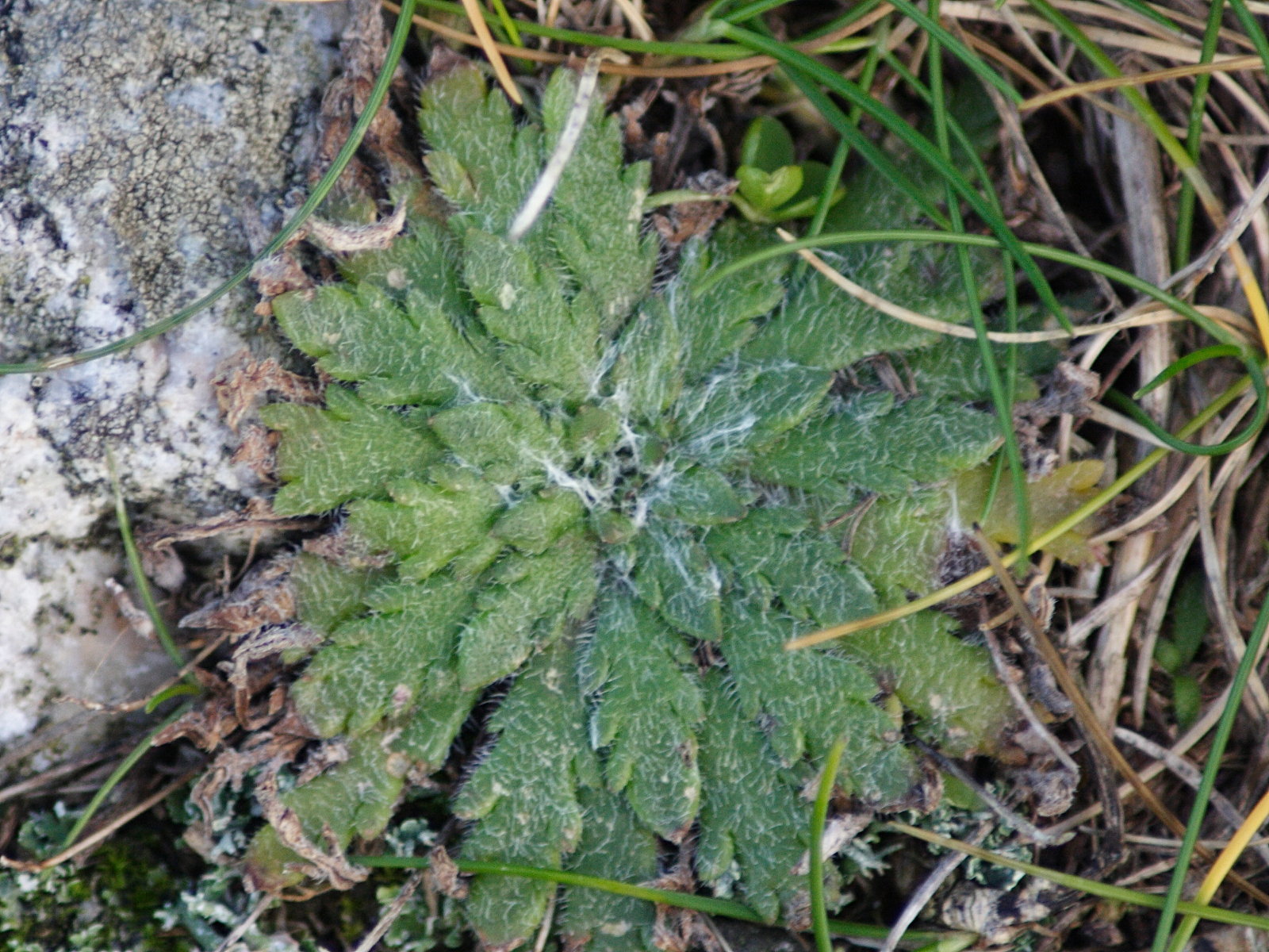 plantago_coronopus6md