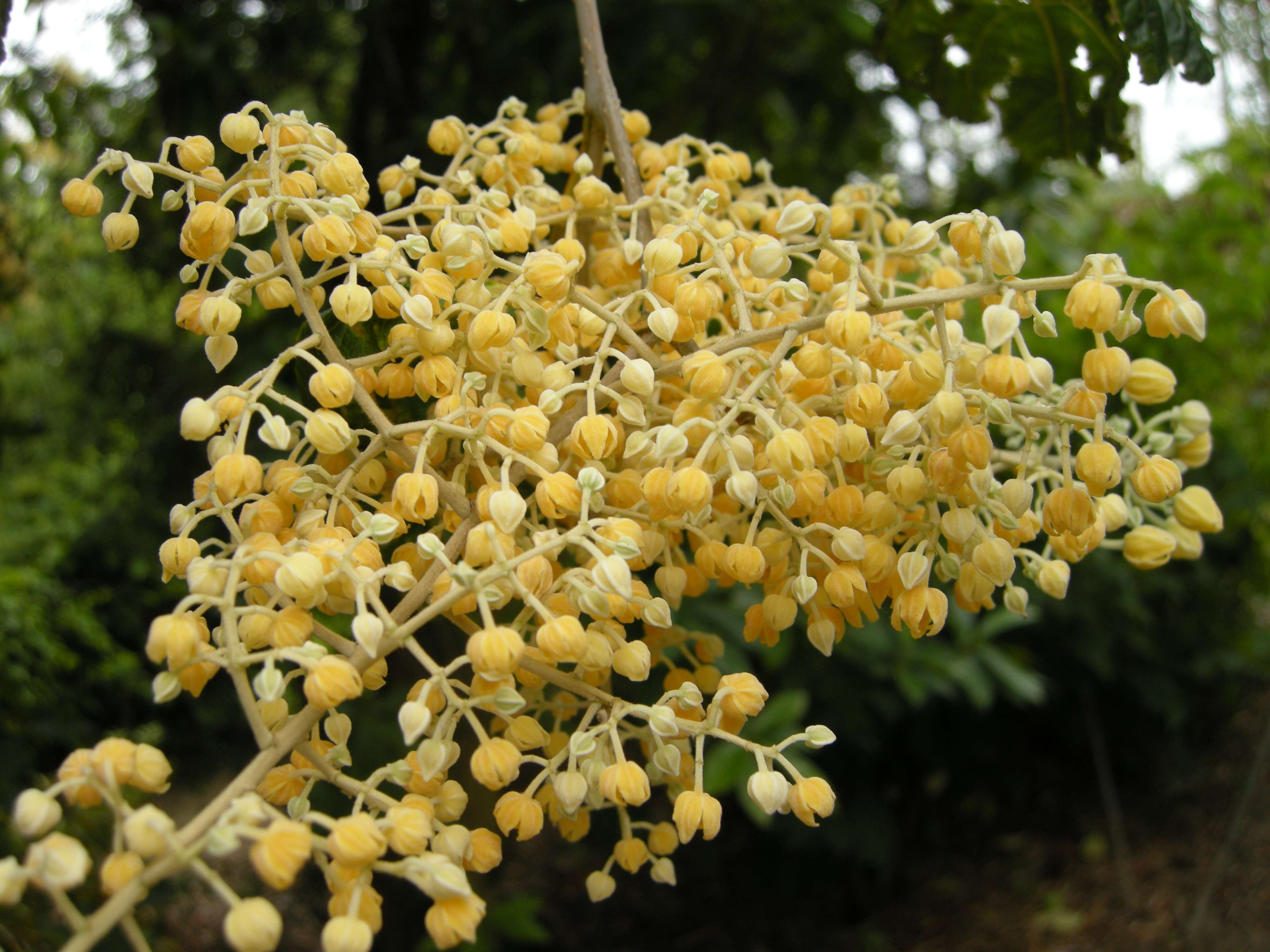 poliothyrsis_sinensis2bd