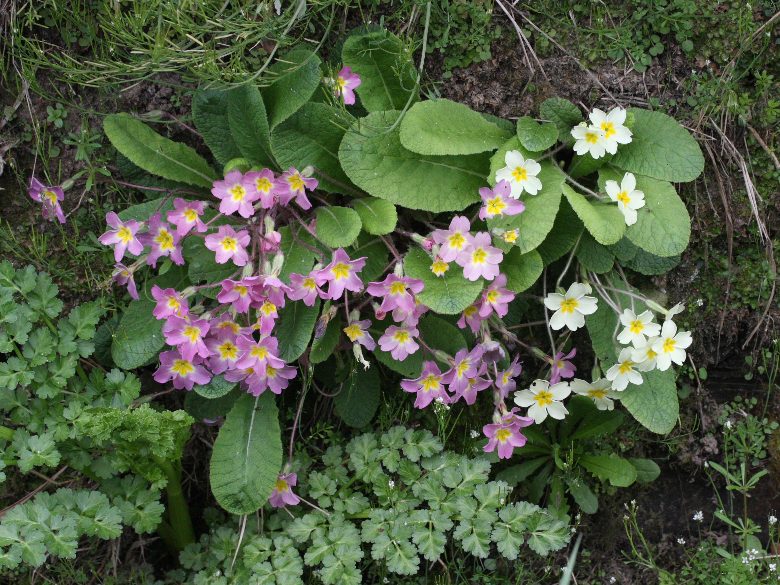 primula_vulgaris5md