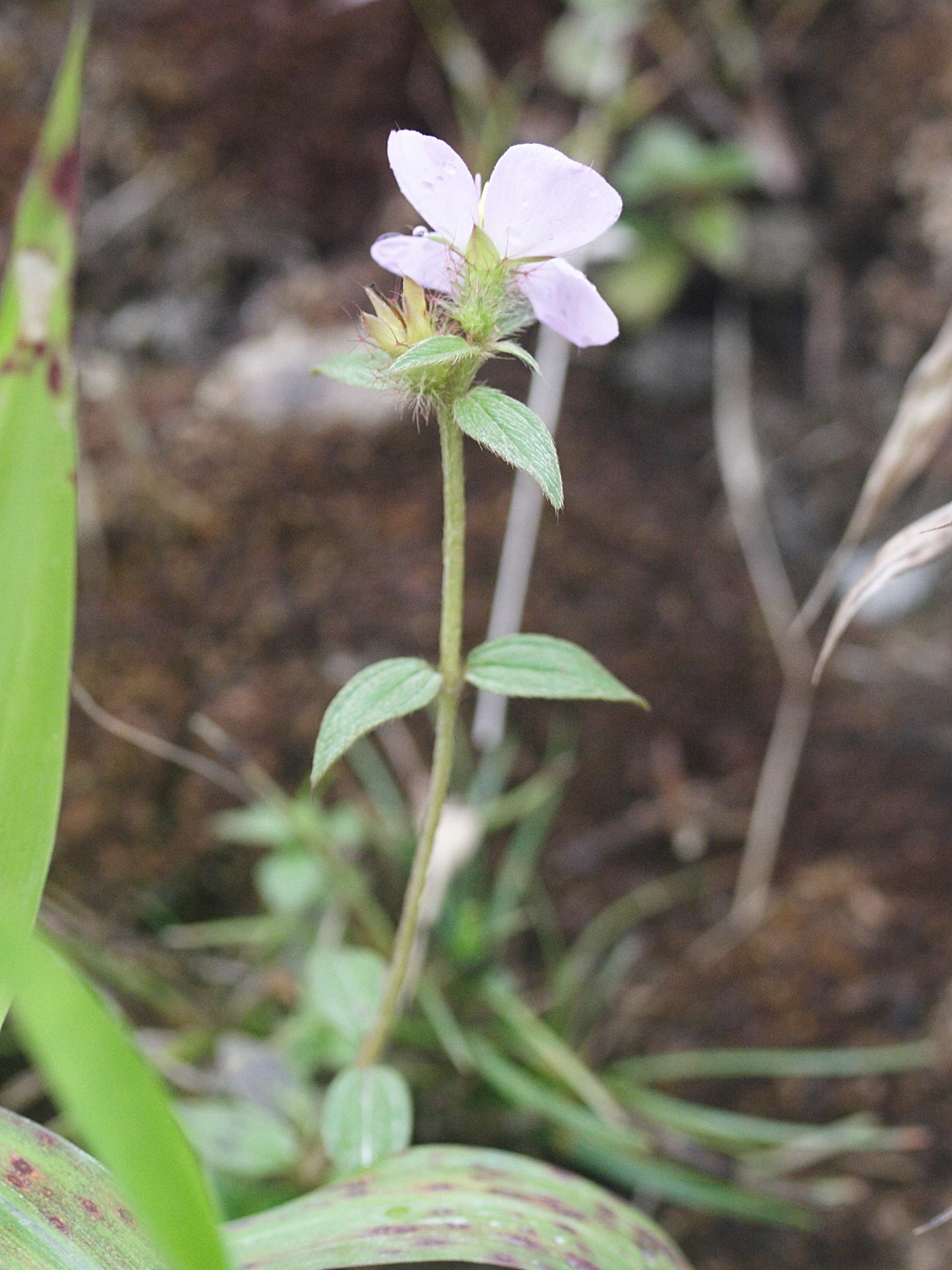 pterolepis_glomerata2md