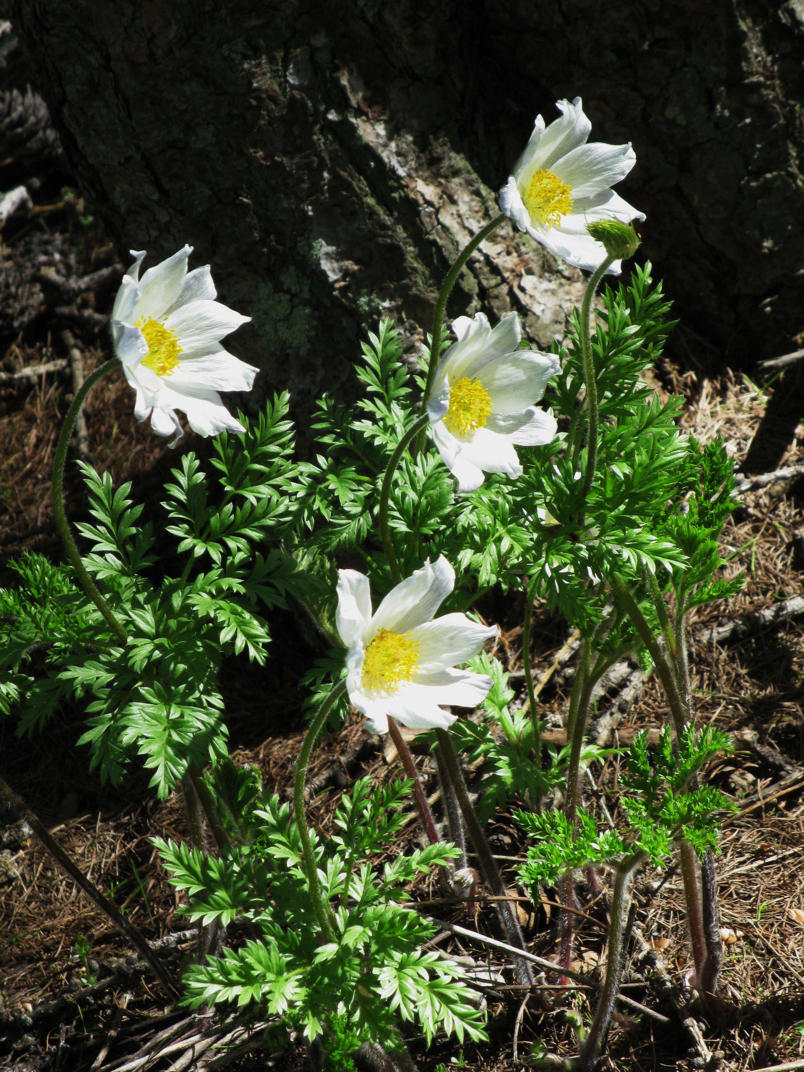 Afficher le média pulsatilla_alpina3mv pulsatilla_alpina3mv