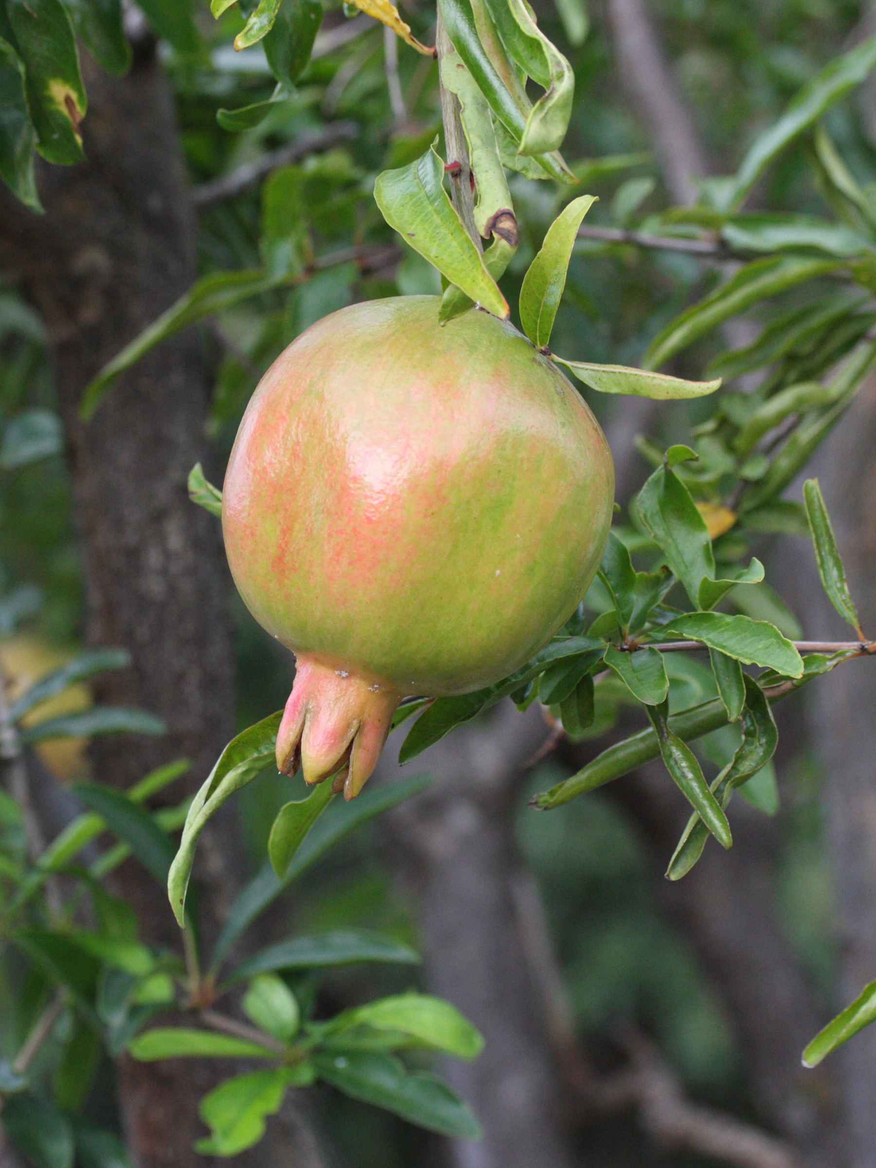 punica_granatum9md