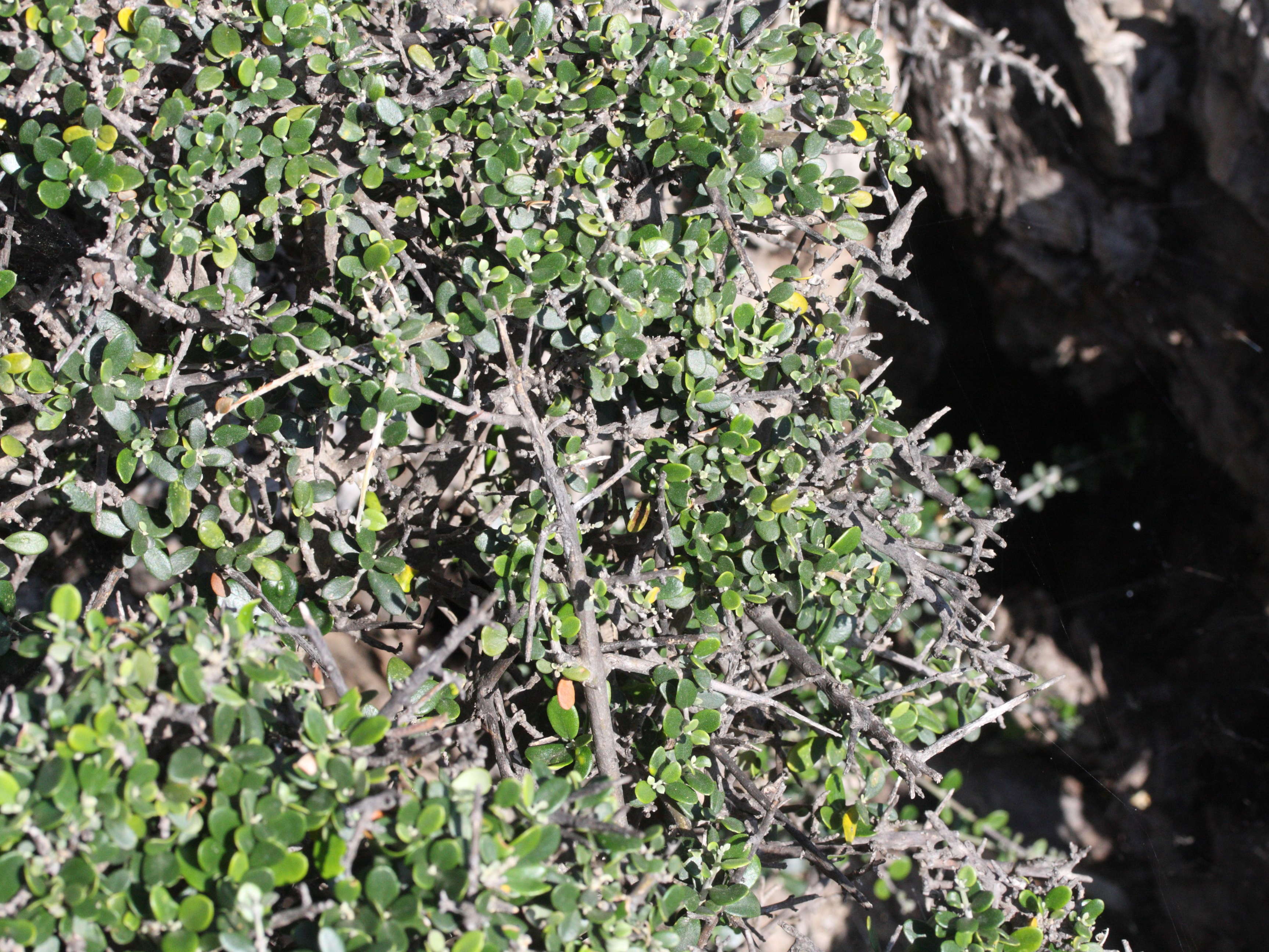 rhamnus_lycioides_oleoides2md