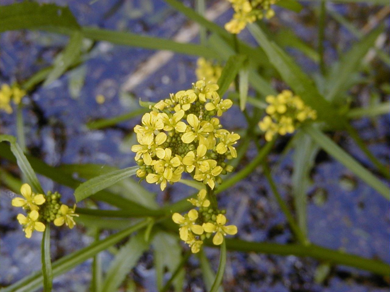 Afficher le média rorippa_amphibia3md rorippa_amphibia3md