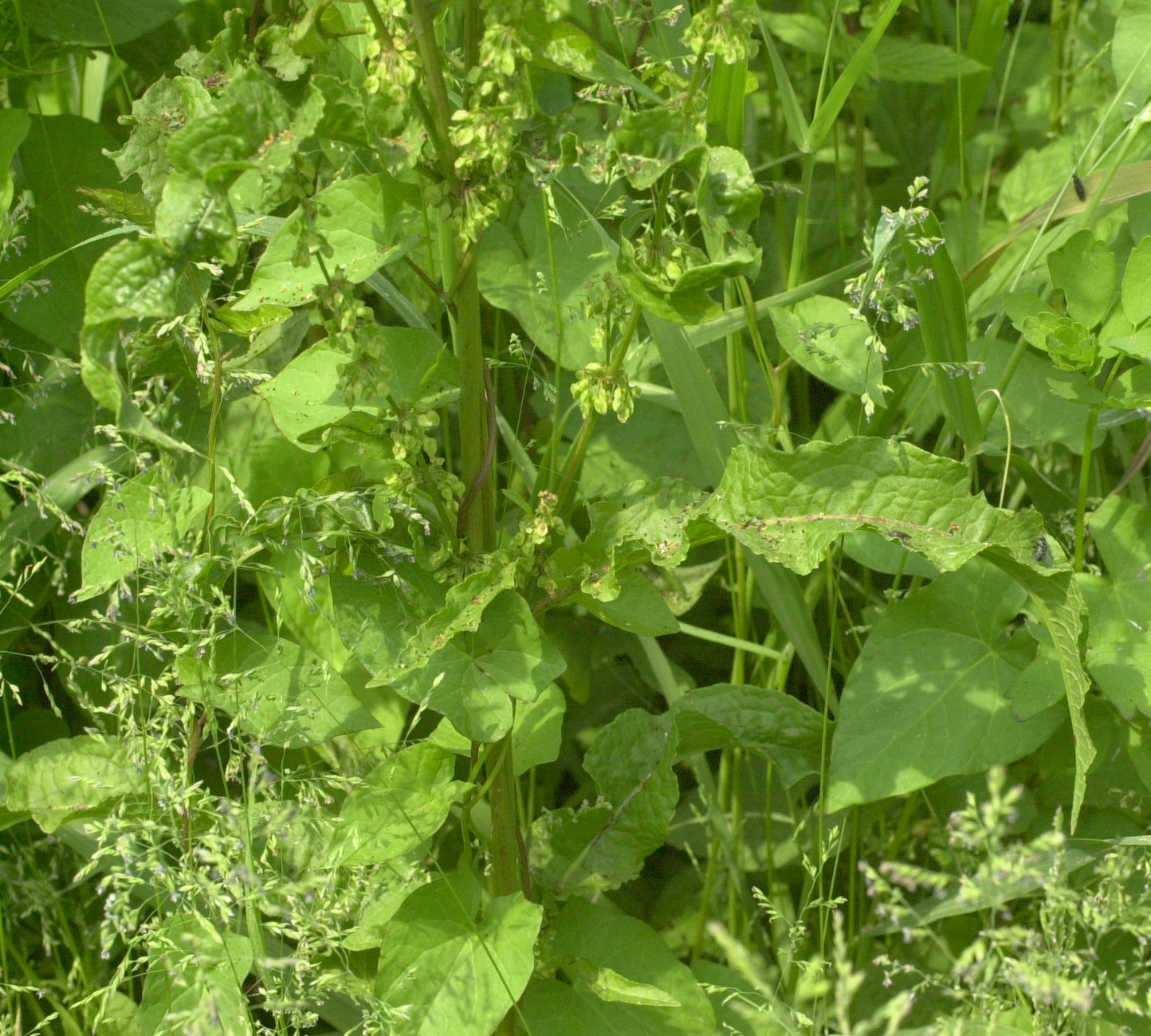 Afficher le média rumex_sanguineus2md rumex_sanguineus2md