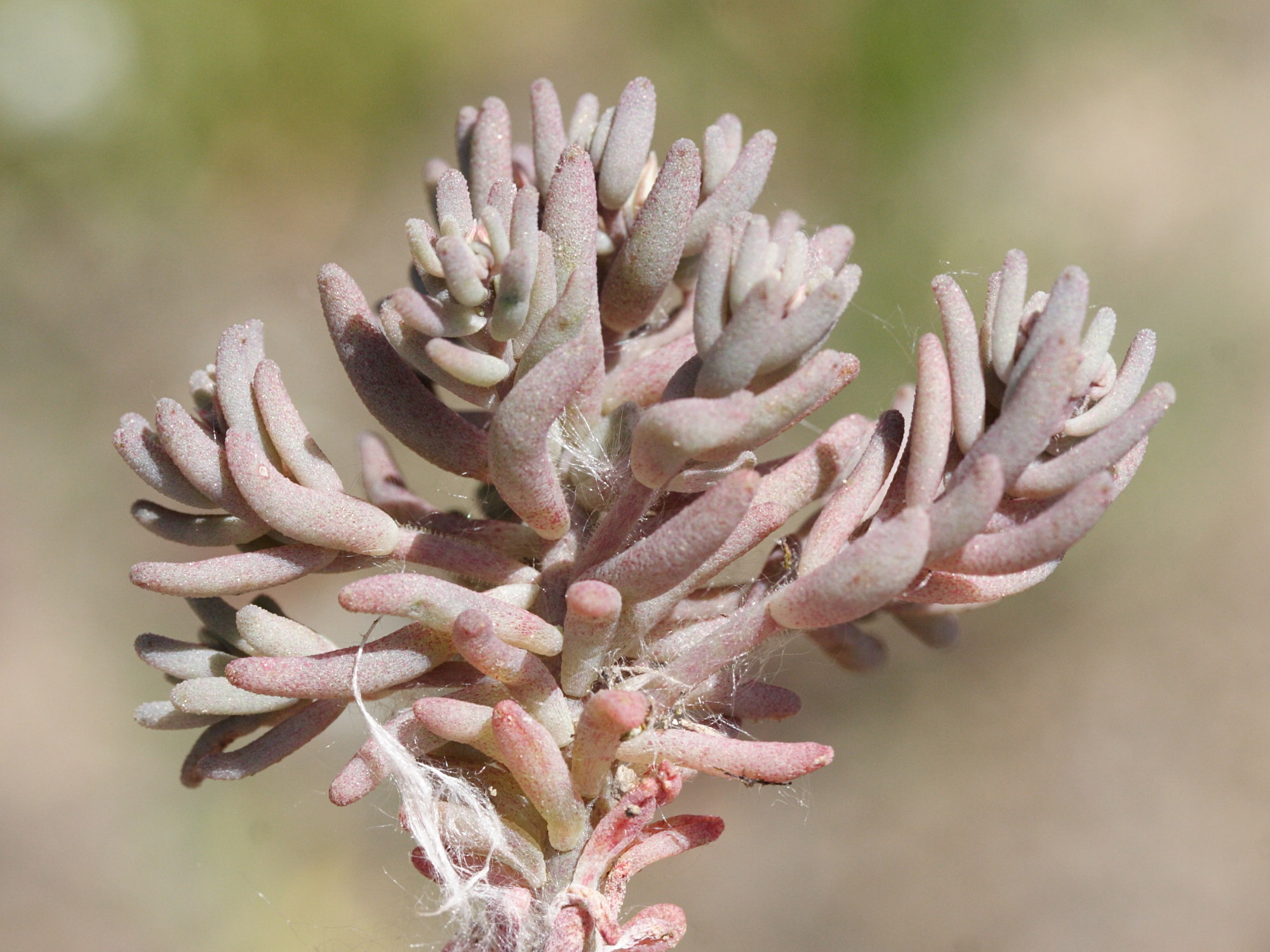 sedum_rubens1md