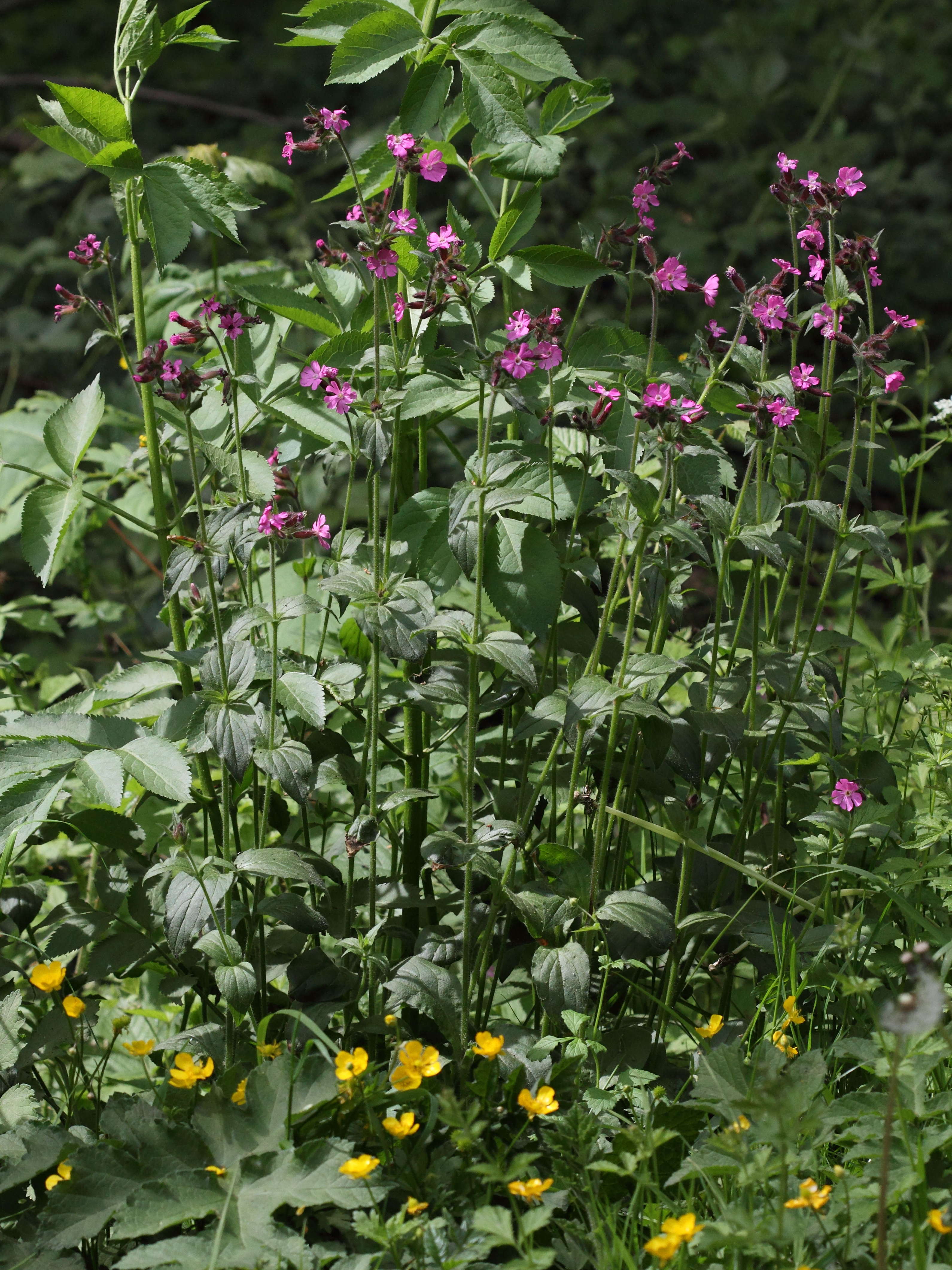 Afficher le média silene_dioica3bd silene_dioica3bd