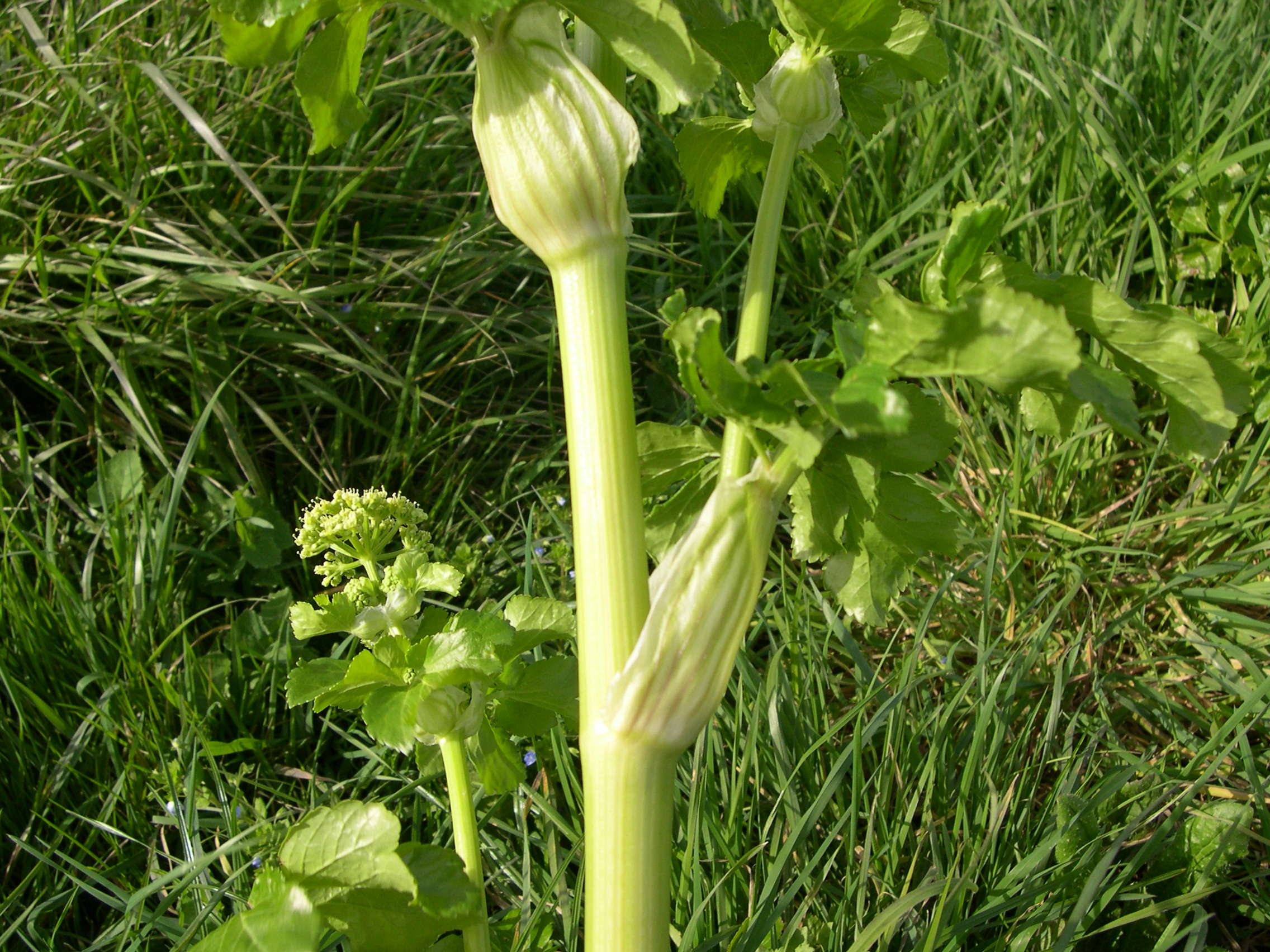 smyrnium_olusatrum2md