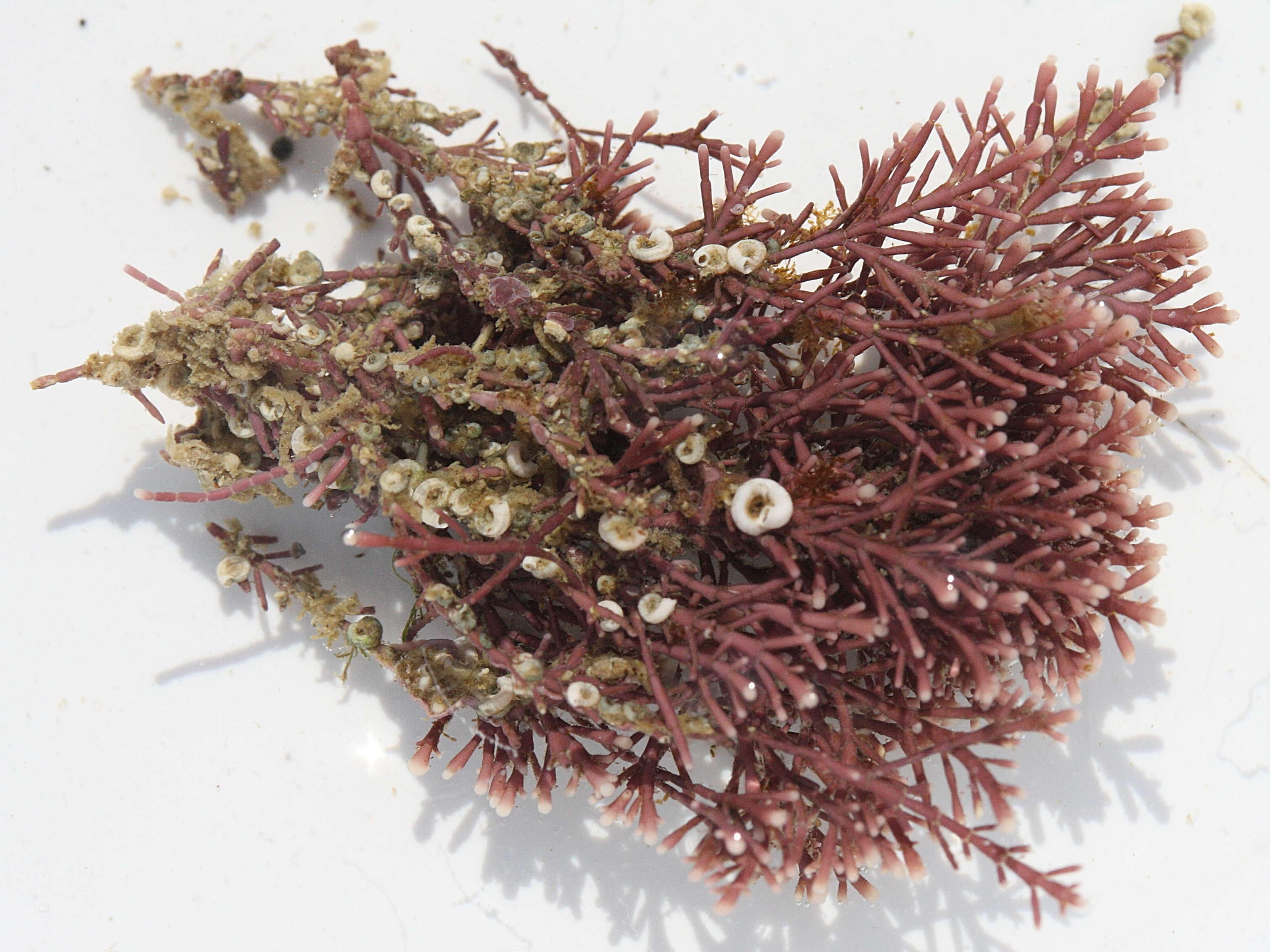 spirorbis_corallinae1md