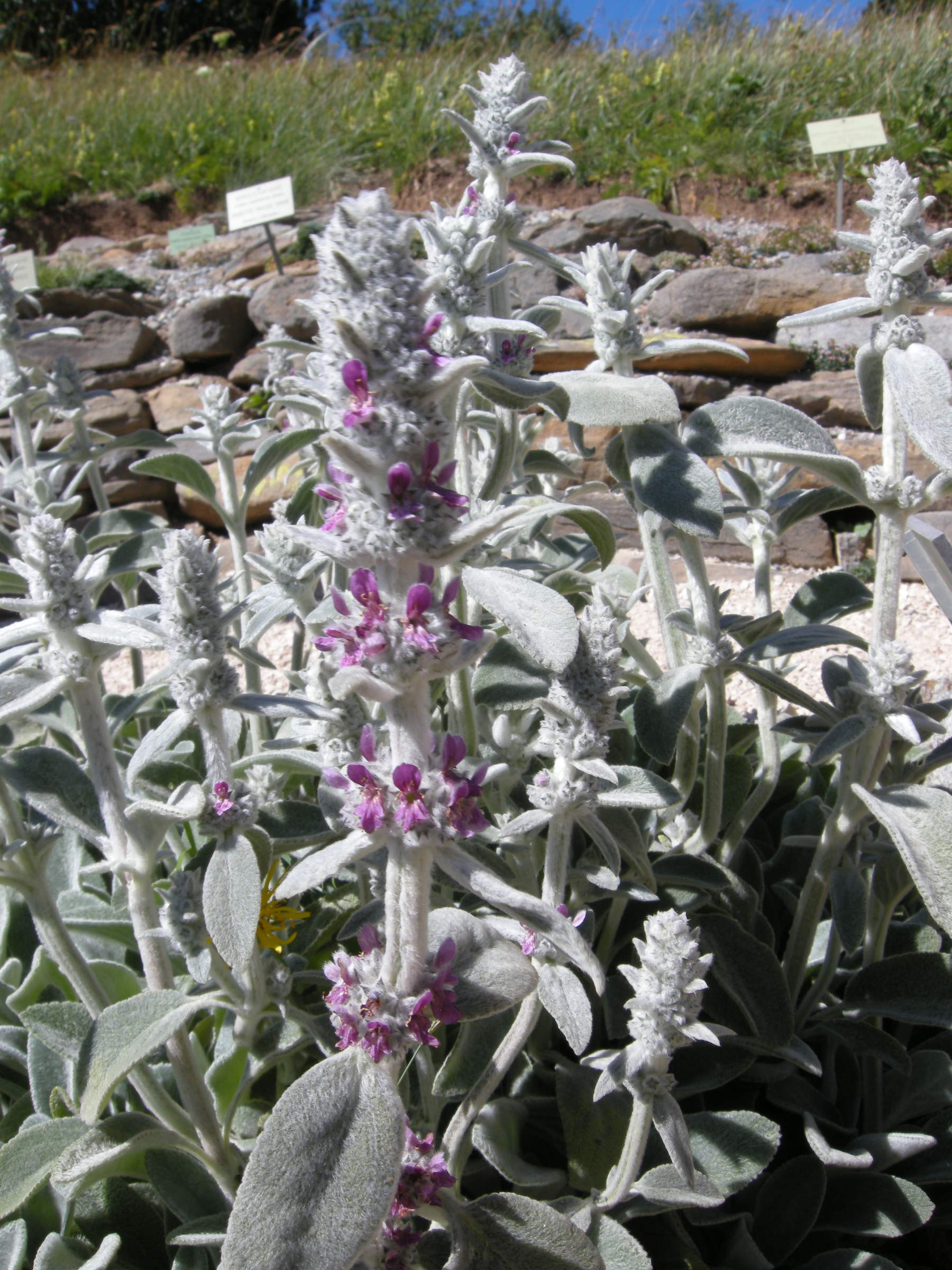 Stachys_byzantina