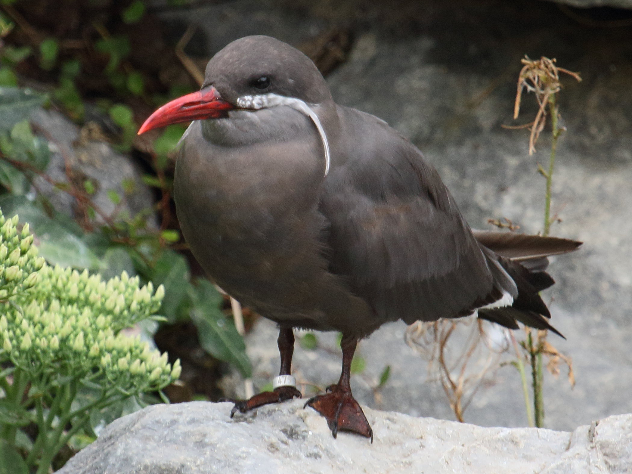 sterne_inca_-_larosterna_inca3bd