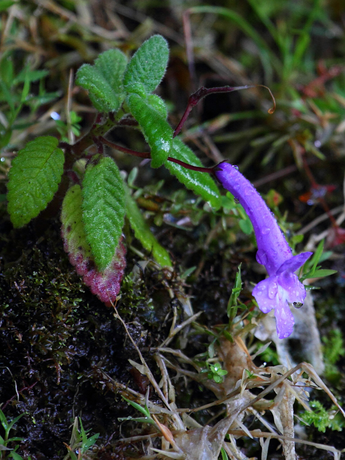 streptocarpus_muscosus1bd