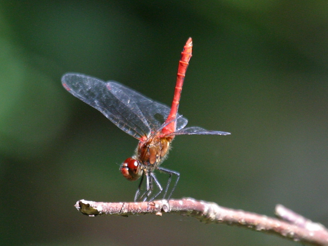 Afficher le média sympetrum_sanguineum4abd sympetrum_sanguineum4abd