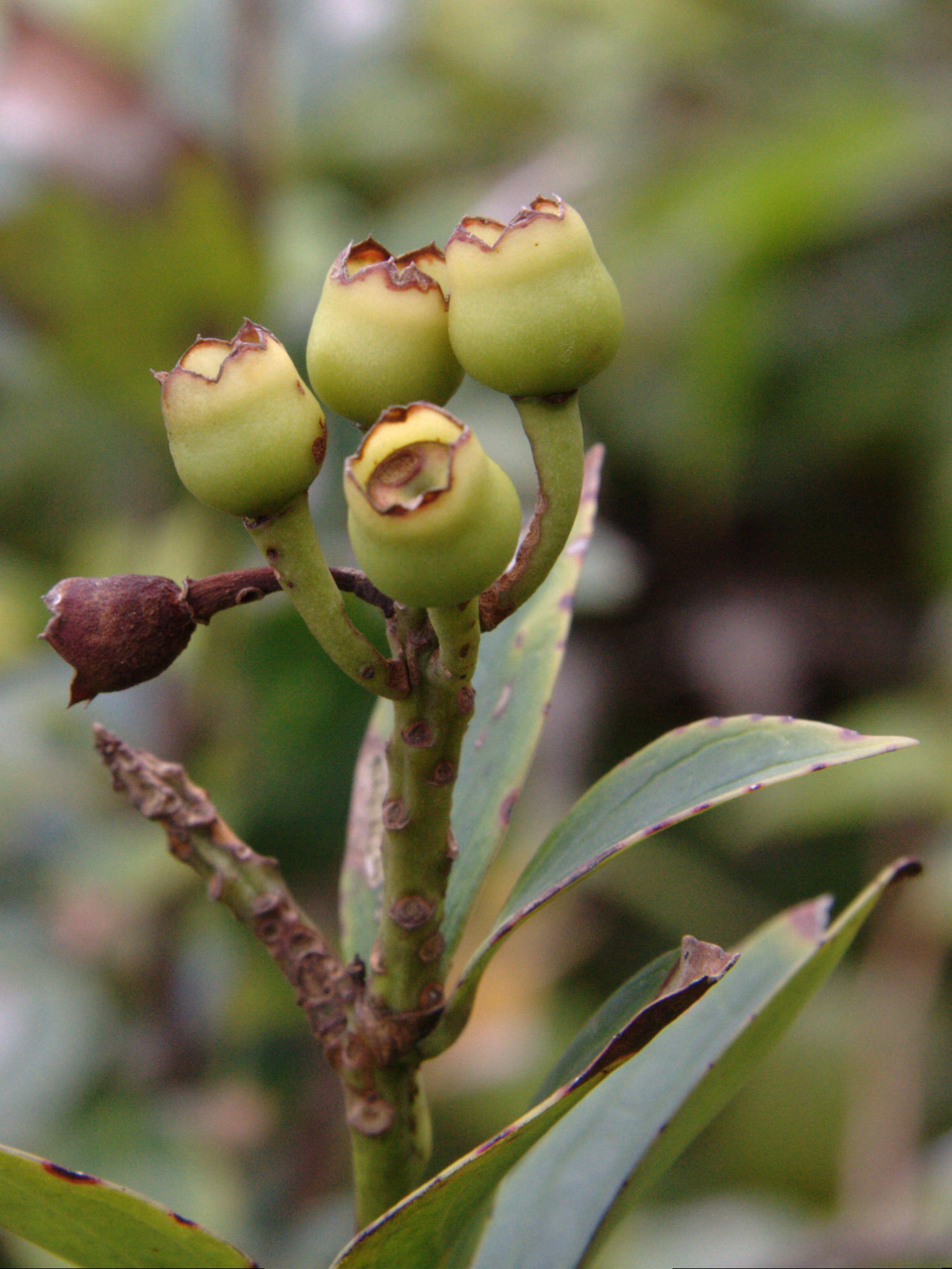 symphysia_racemosa4amd