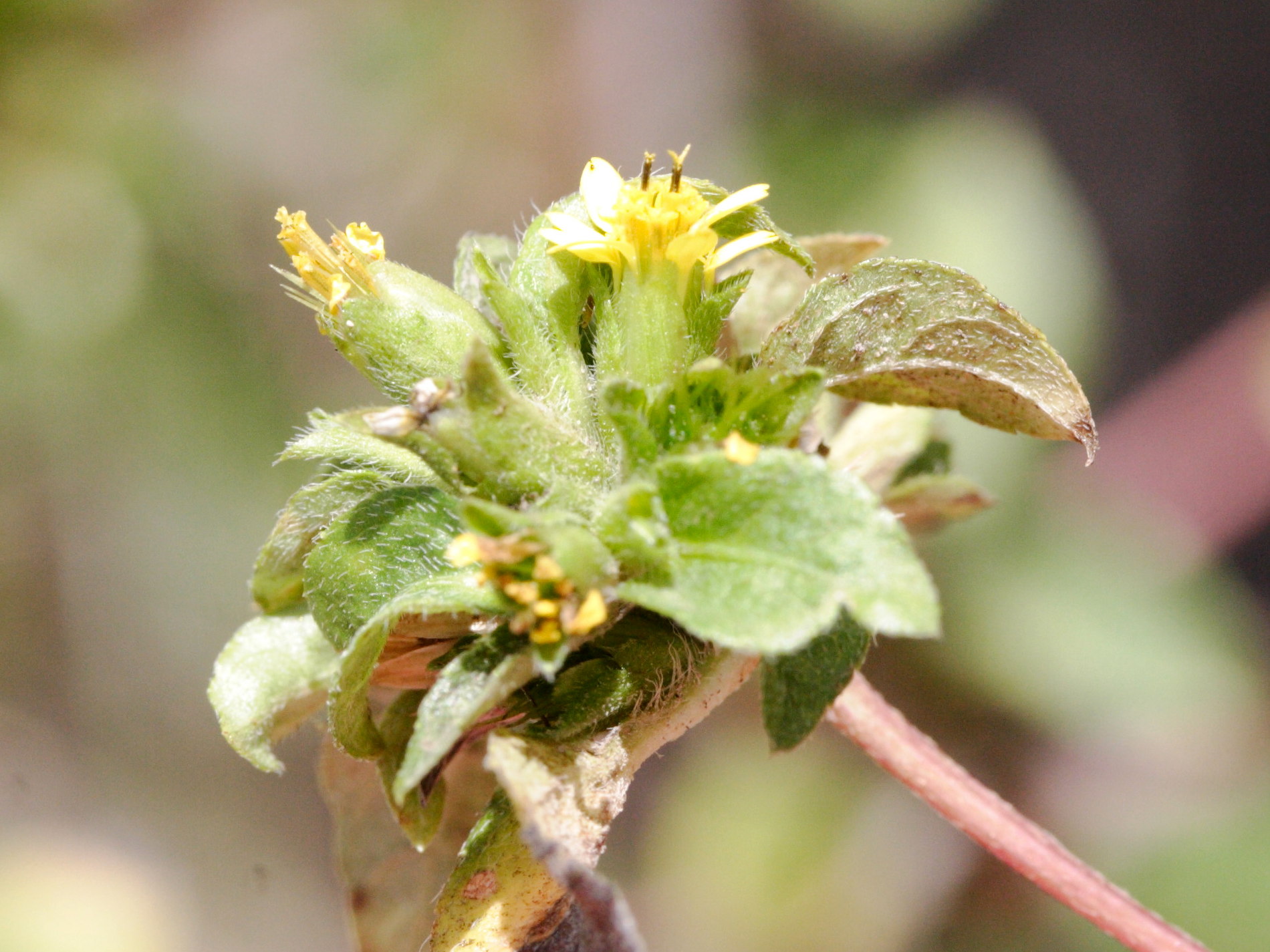 synedrella_nodiflora2amd