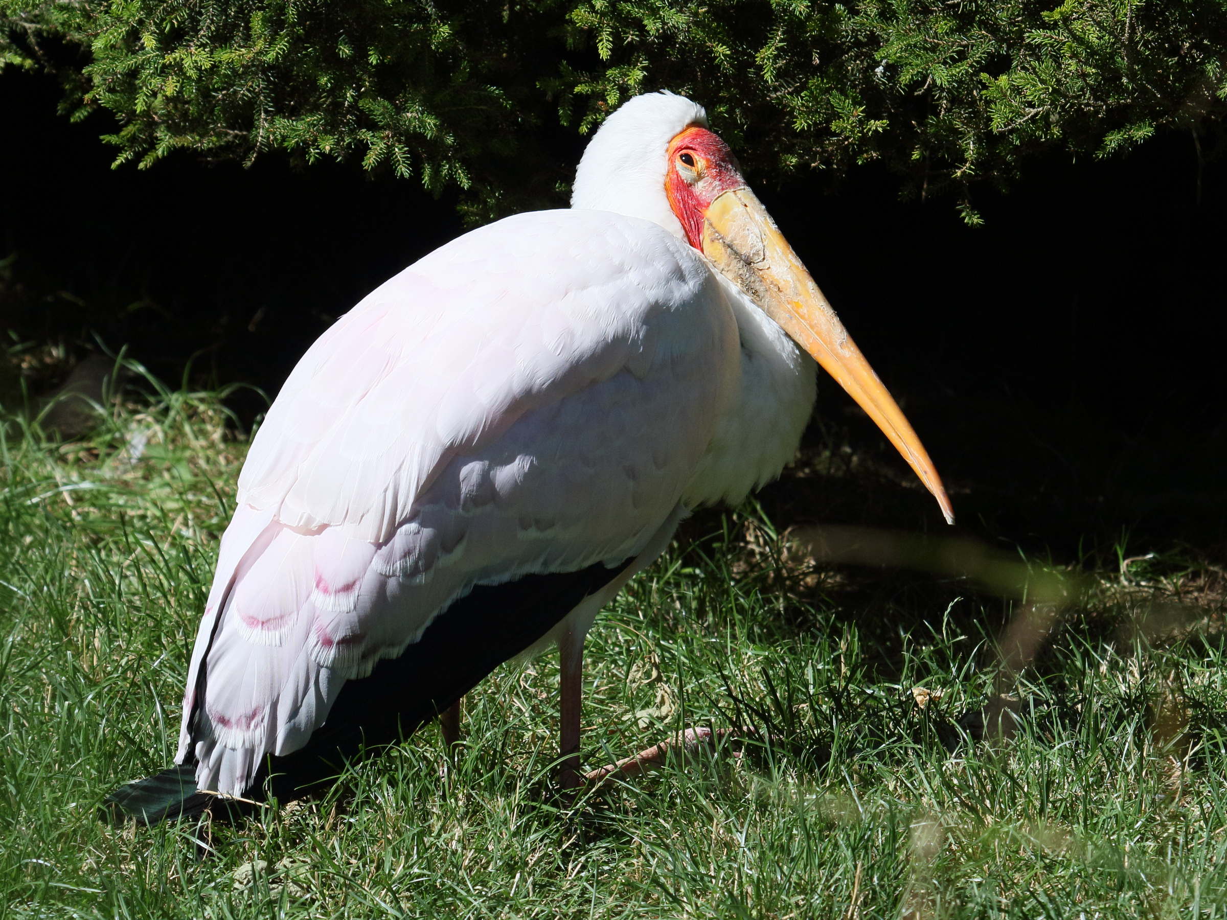 tantale_ibis_-_mycteria_ibis3bd
