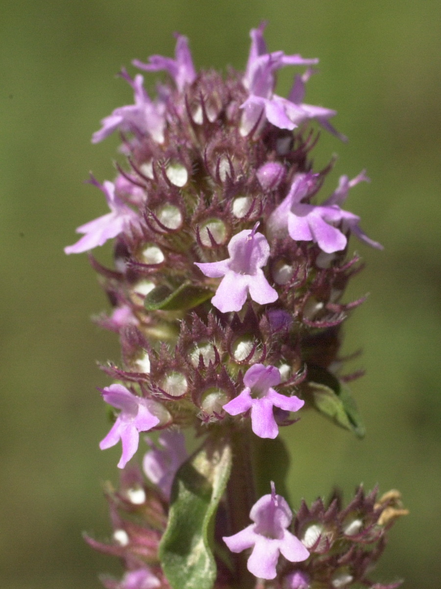 Thymus_alpestris
