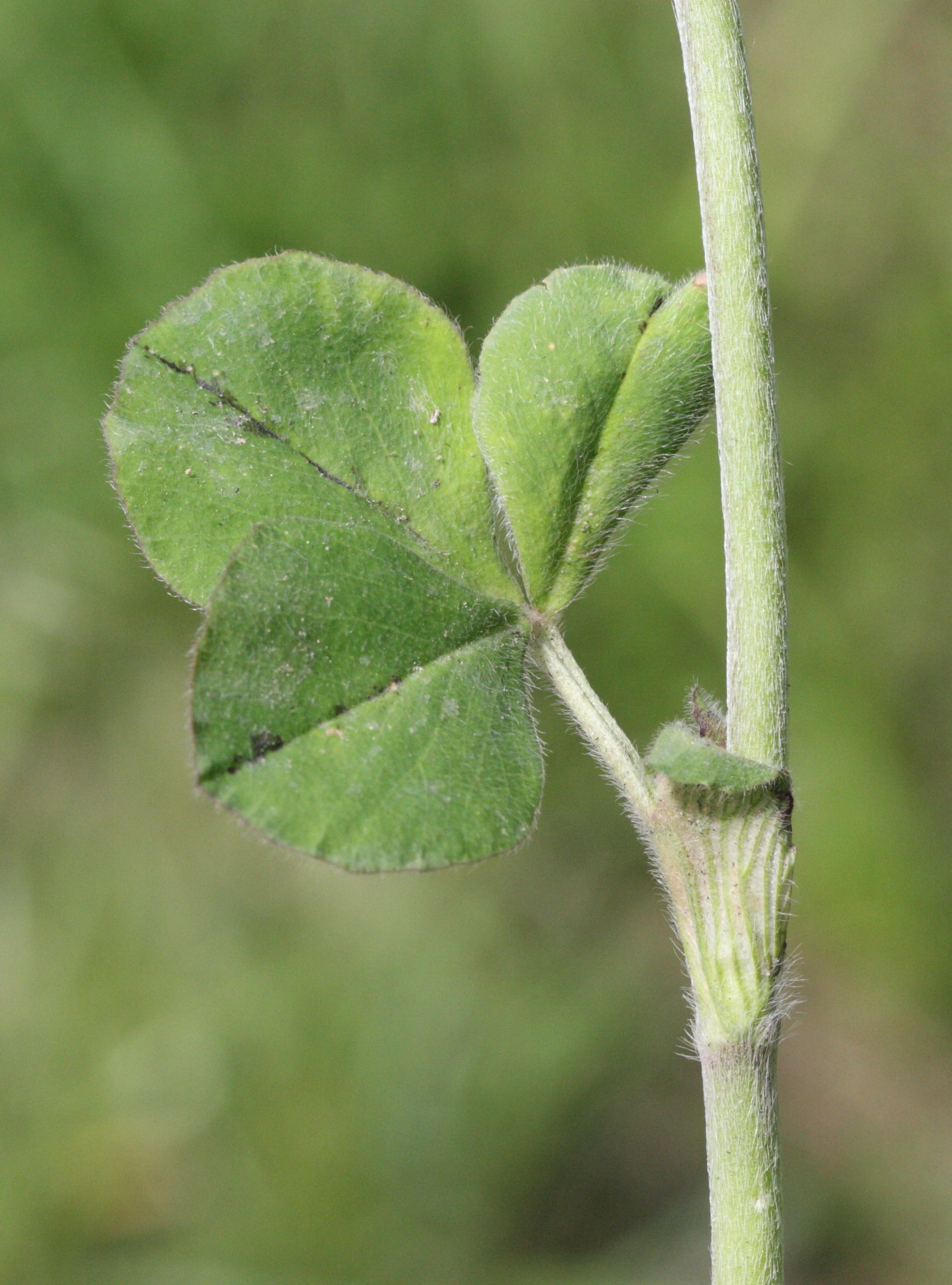 trifolium_incarnatum7md