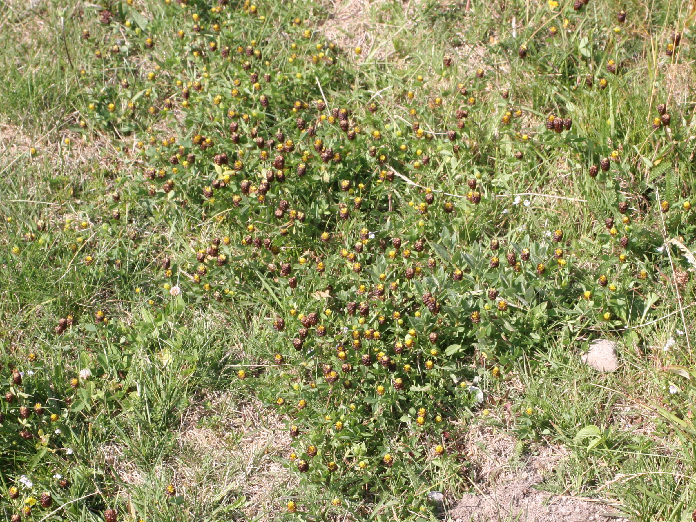 trifolium_spadiceum1md