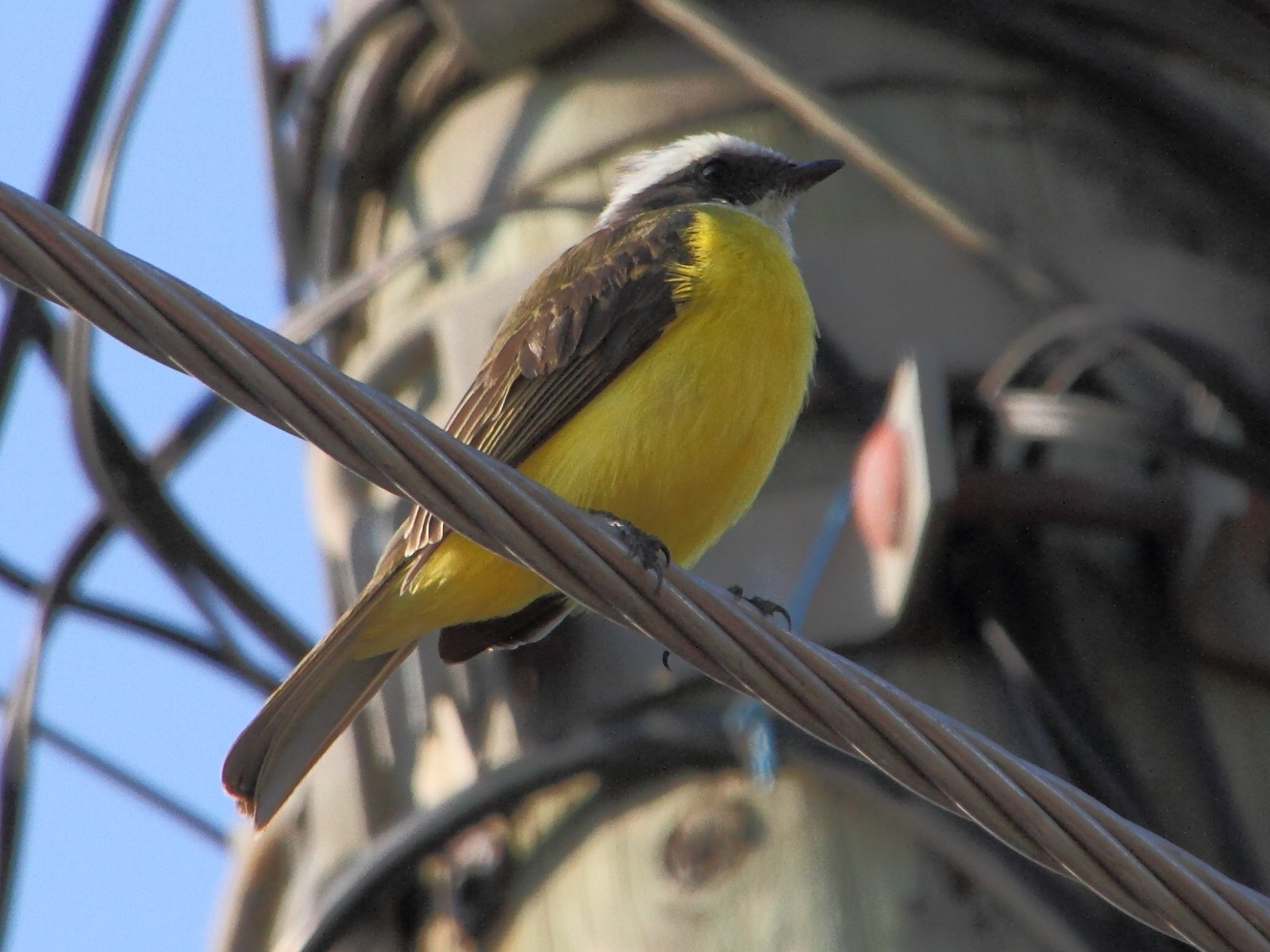 tyran_sociable_-_myiozetetes_similis2md