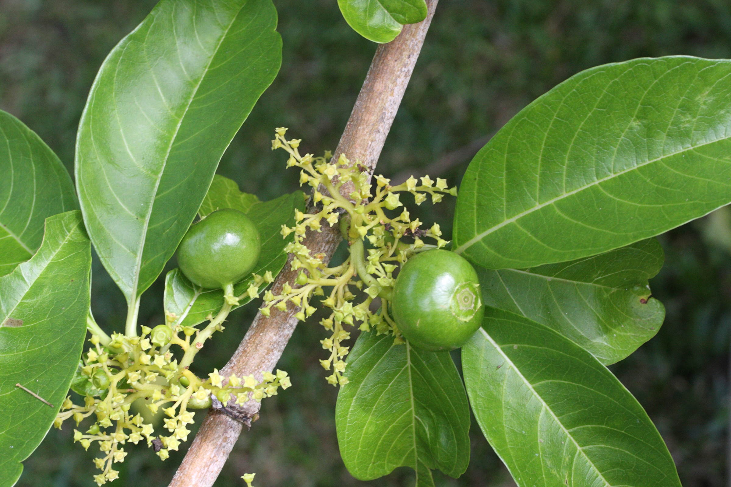 vangueria_madagascariensis4md