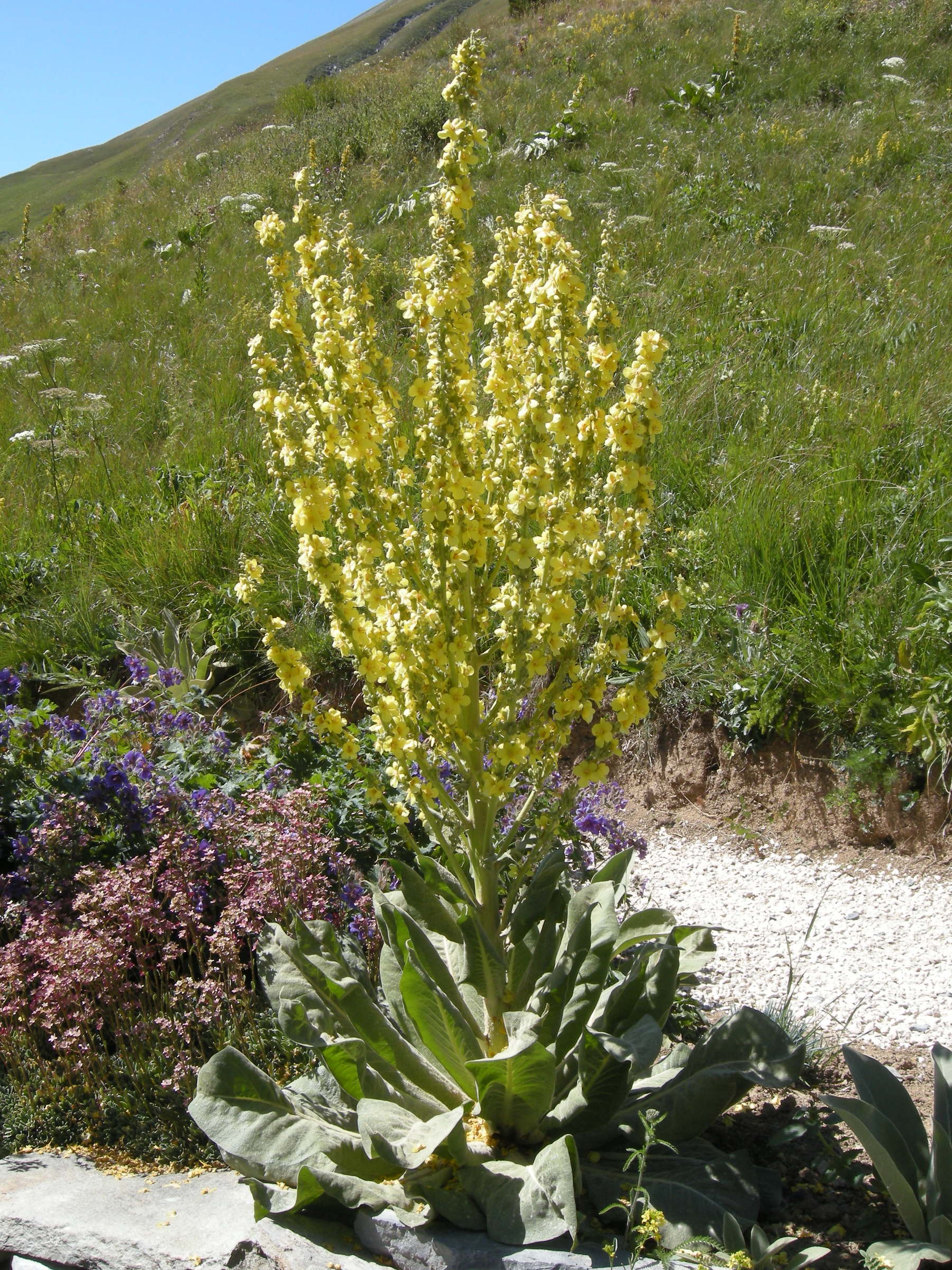 verbascum_olympicum1md