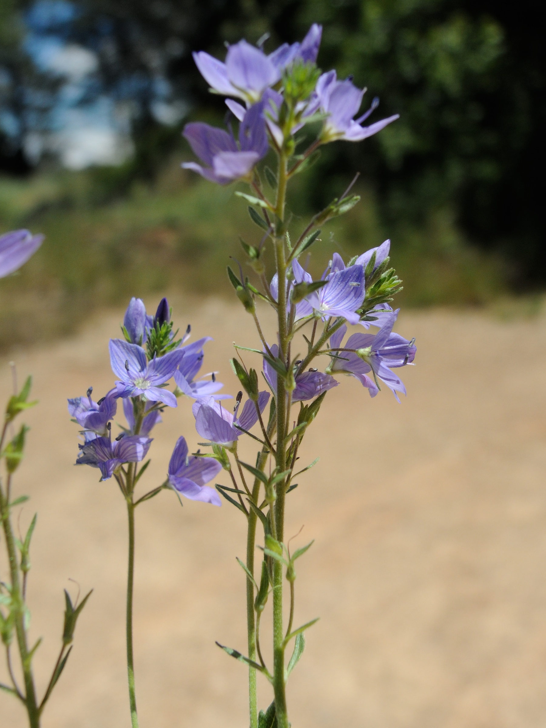 Afficher le média veronica_teucrium2md veronica_teucrium2md