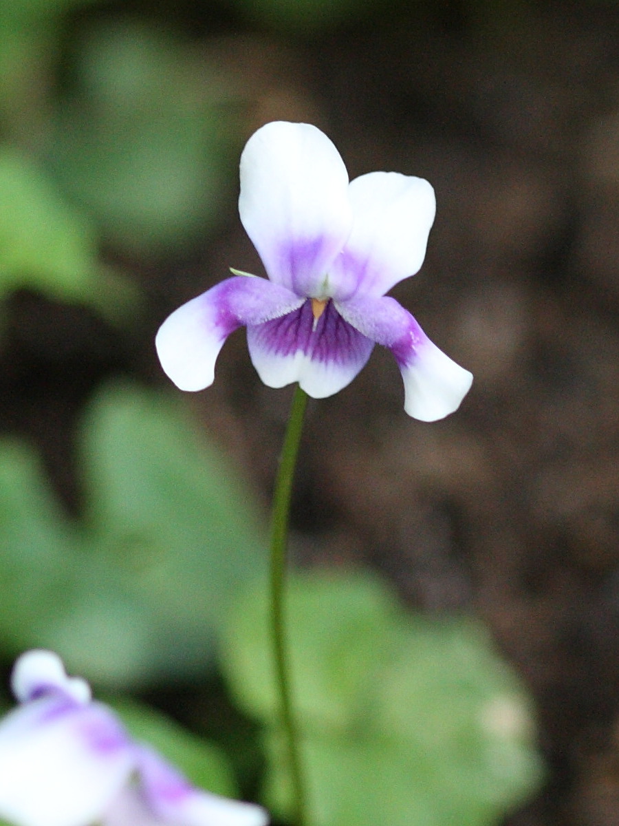 viola_hederacea1sd