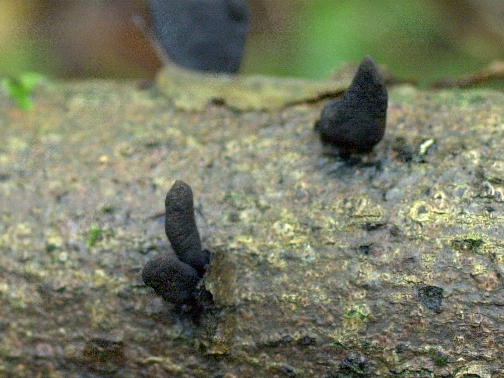 Afficher le média xylaria_polymorpha1md xylaria_polymorpha1md