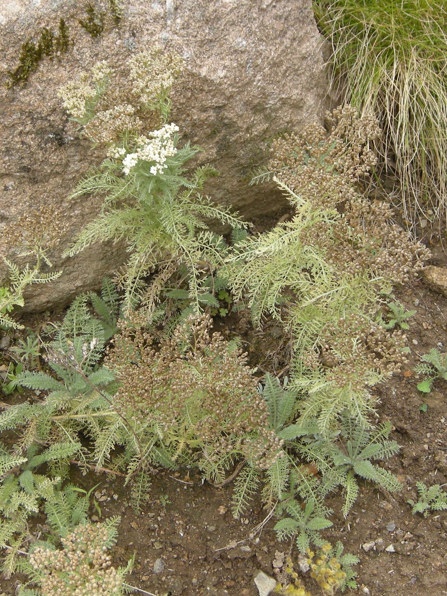 Afficher le média Achillea_clavennae Achillea_clavennae