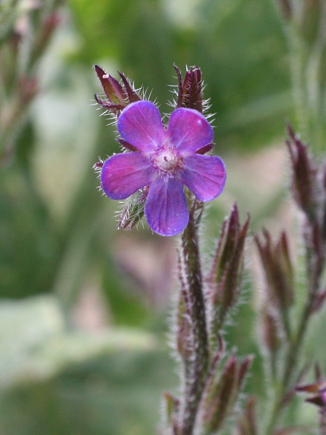 Afficher le média Anchusa_arvensis Anchusa_arvensis