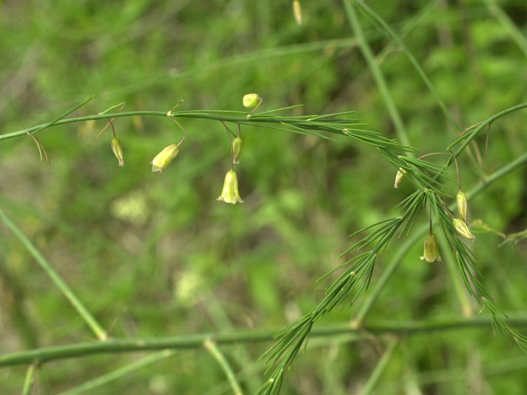 Asparagus_officinalis