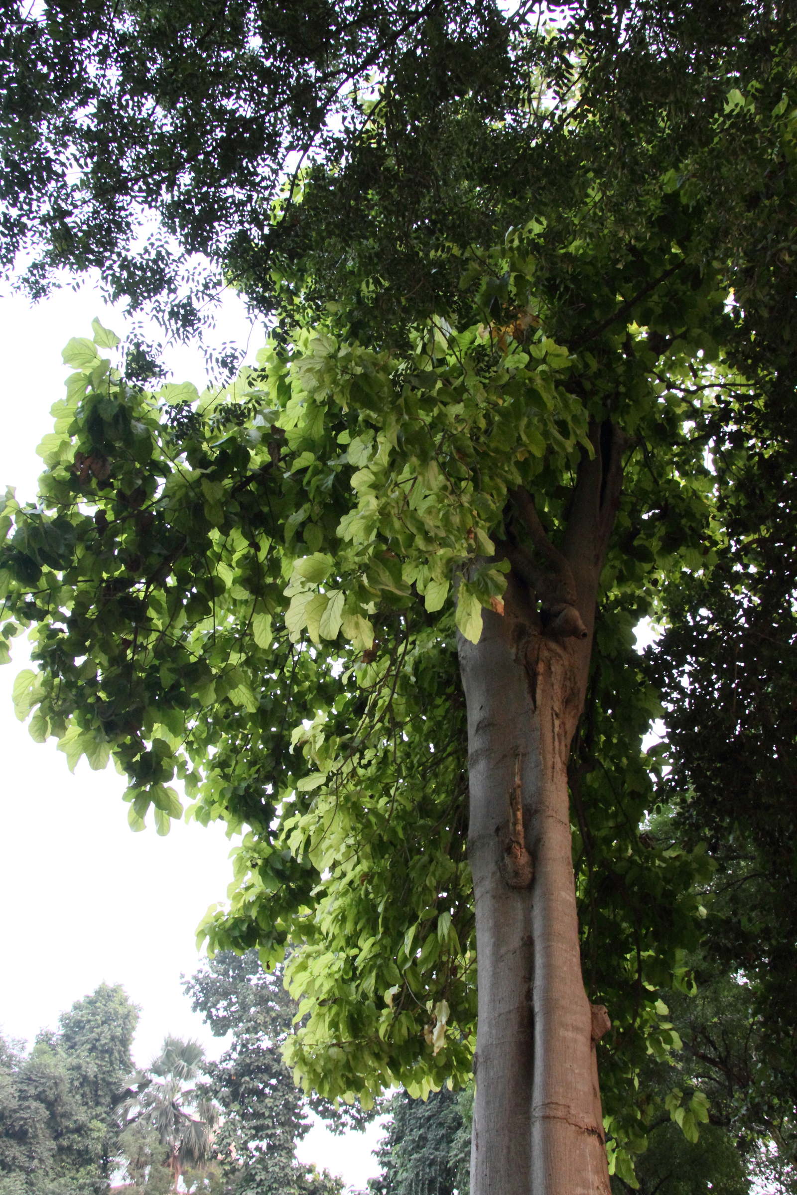 Afficher le média brachychiton_acerifolius3md brachychiton_acerifolius3md