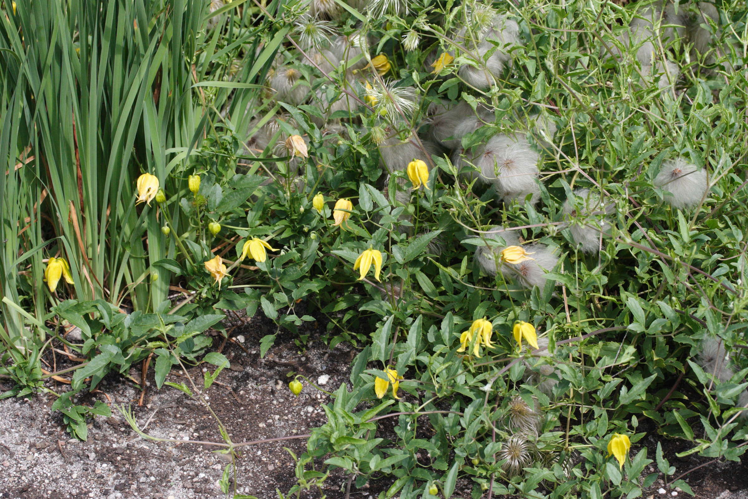 clematis_tangutica1md